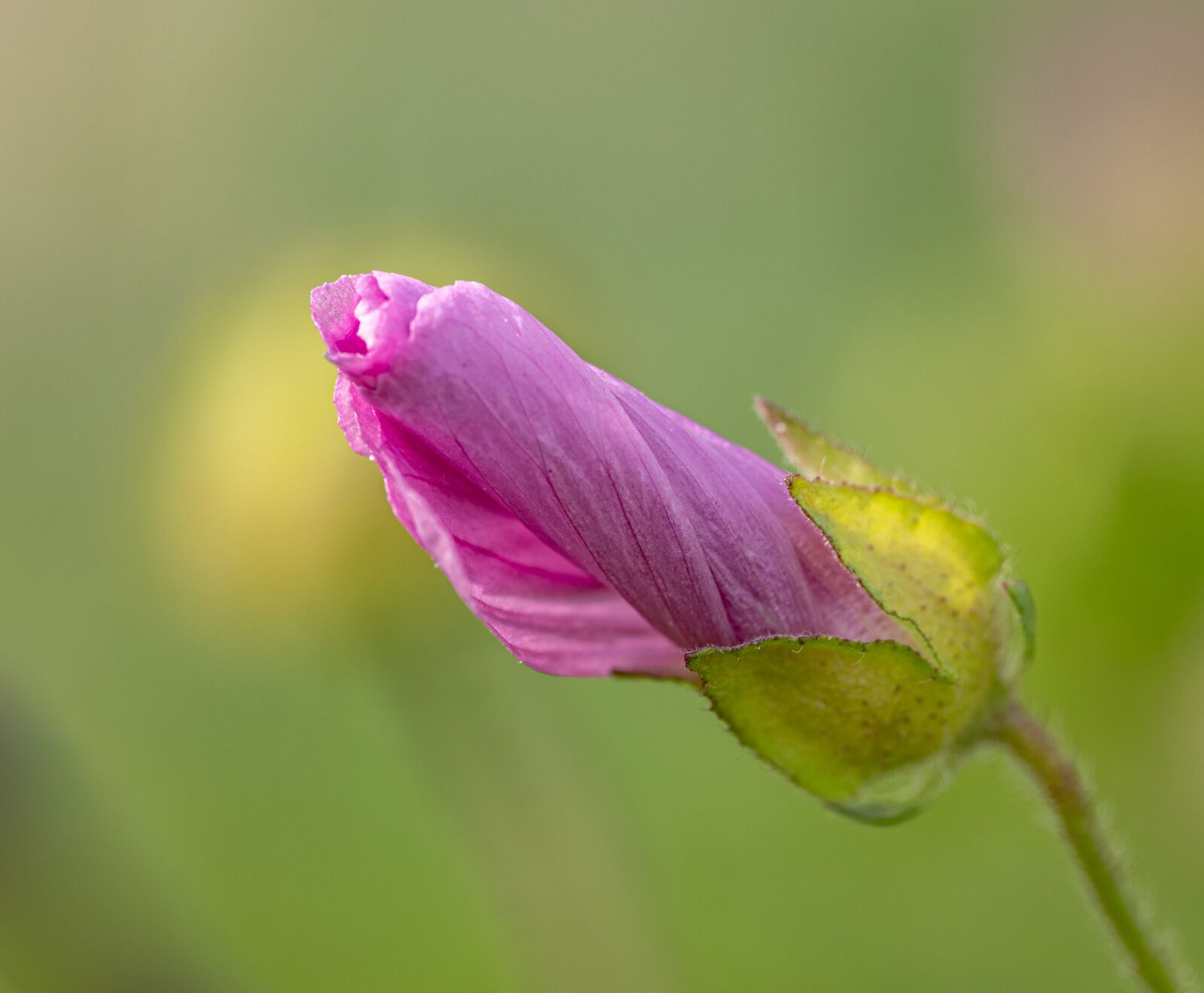 Nikon D850 sample photo. Flower, bud, mallow photography