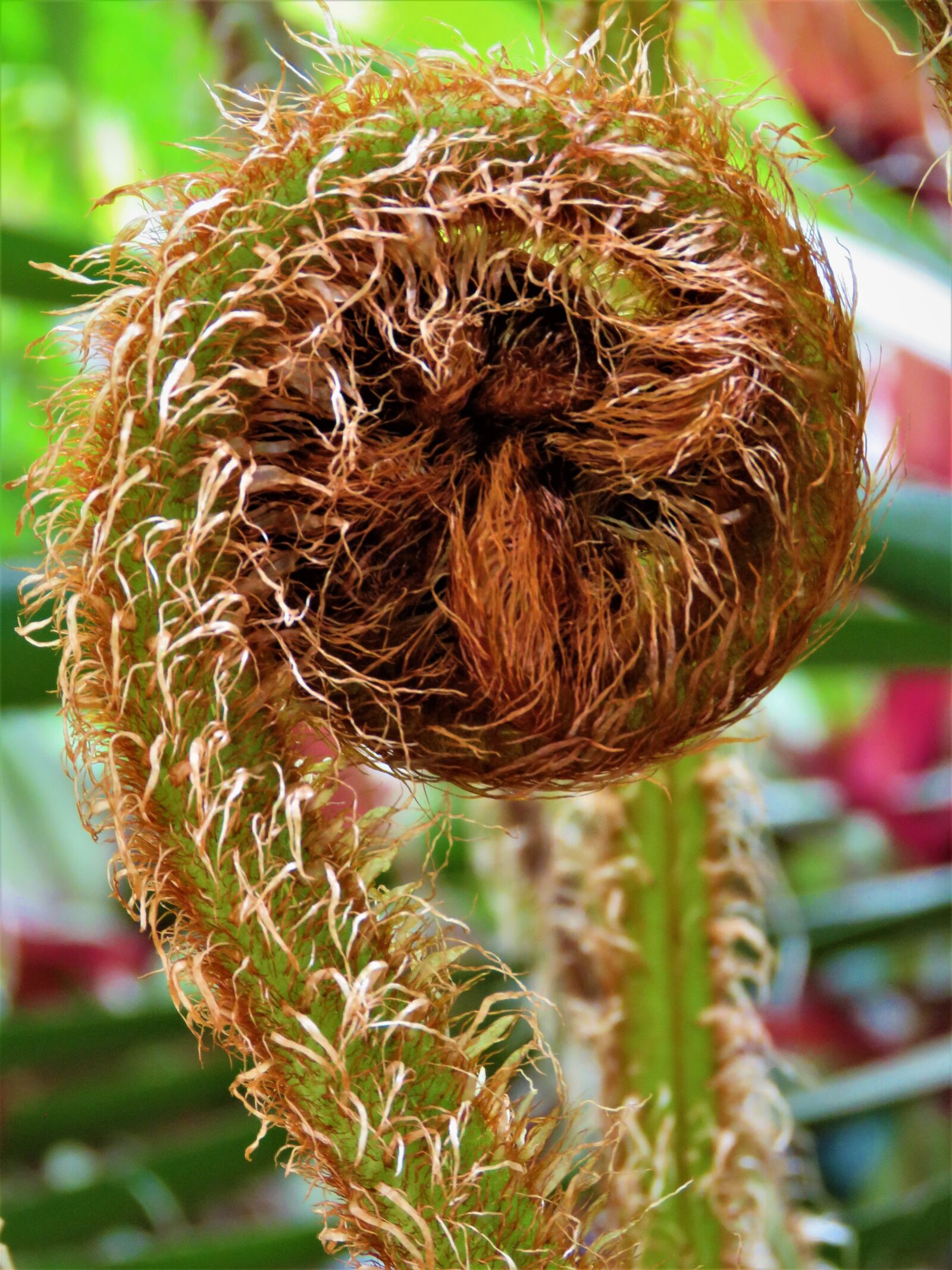 Canon PowerShot SX60 HS sample photo. Fiddlestick, fern, furry photography