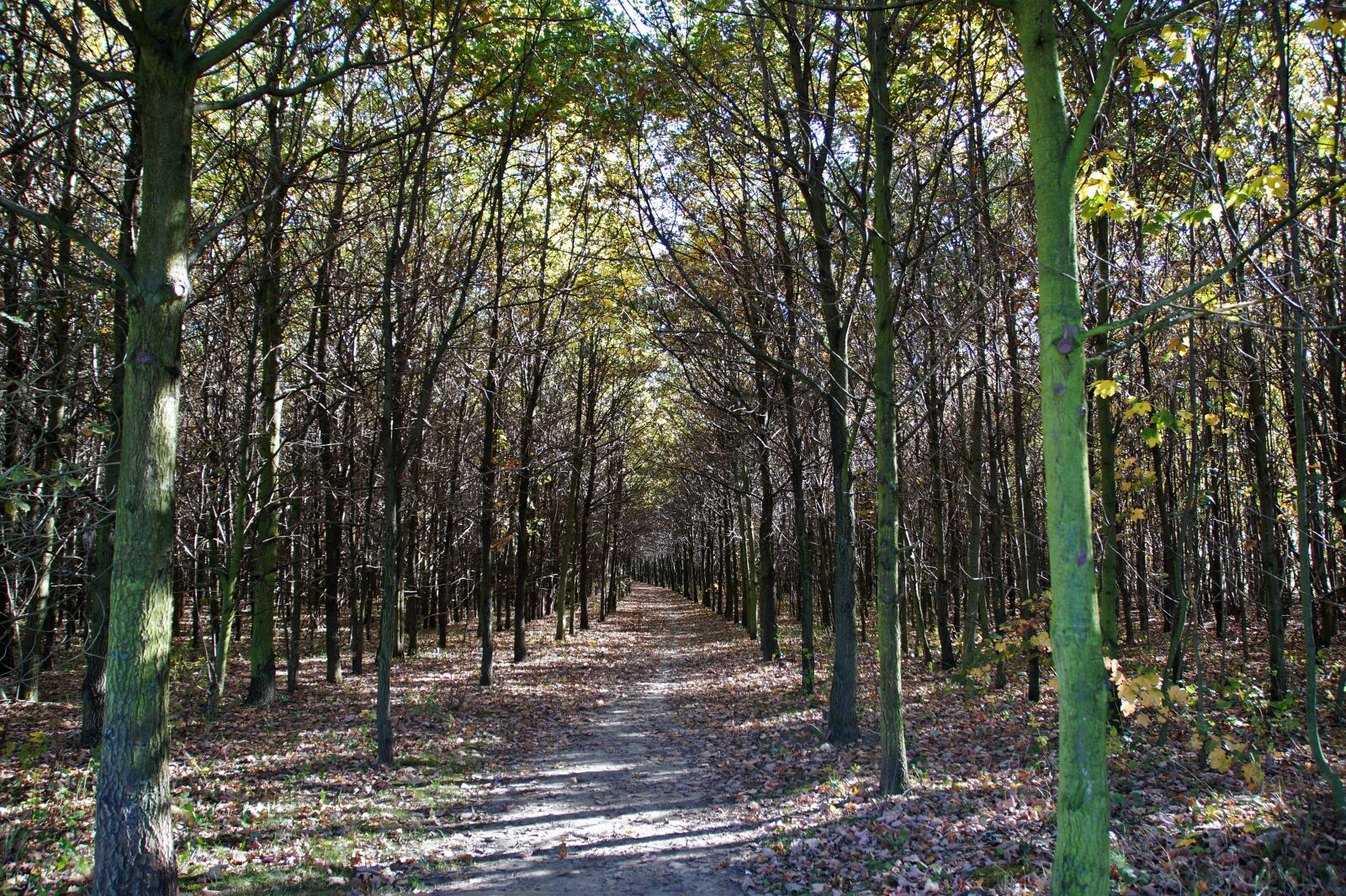 Sony SLT-A58 sample photo. Autumn, forest, forest road photography