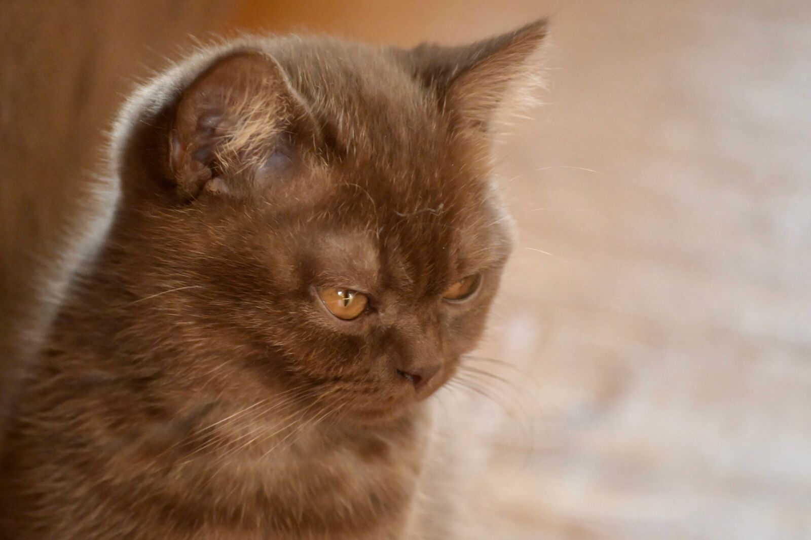 Nikon Z6 sample photo. Cat, kitten, domestic cat photography