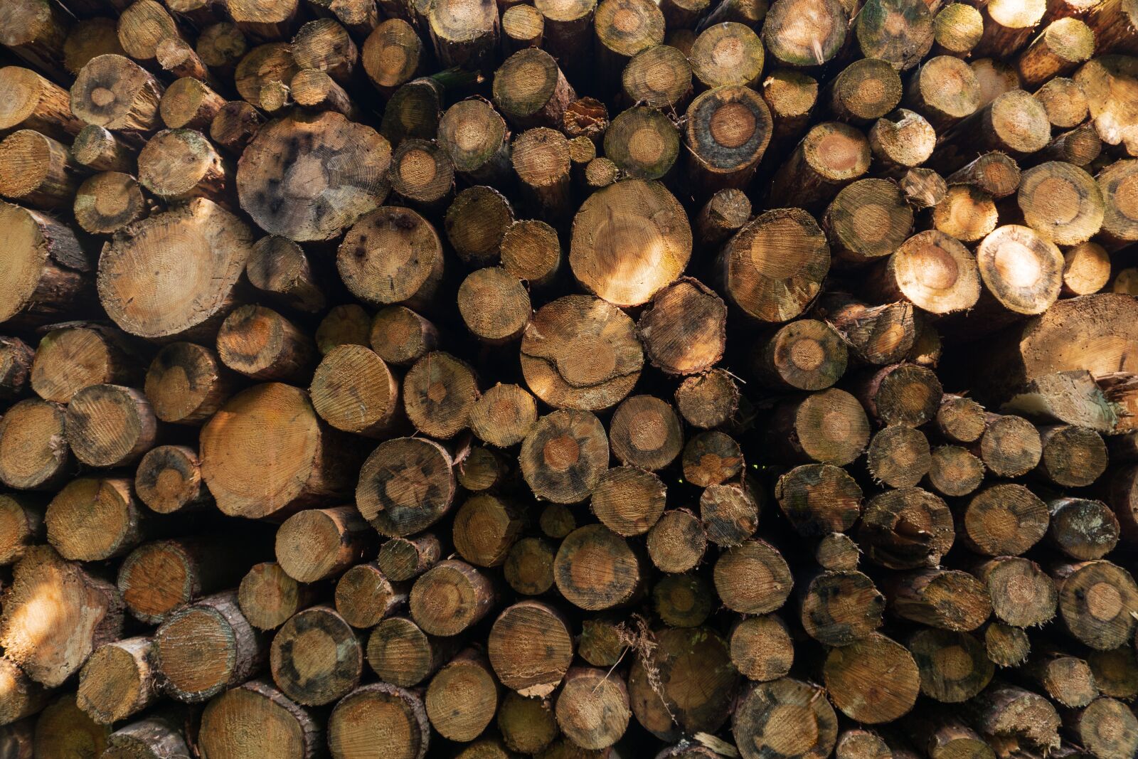 Sony a6300 sample photo. Wood, timber, stack photography