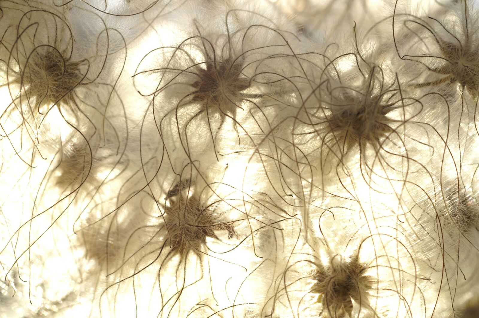 KONICA MINOLTA DYNAX 7D sample photo. Seeds, plant, flora photography