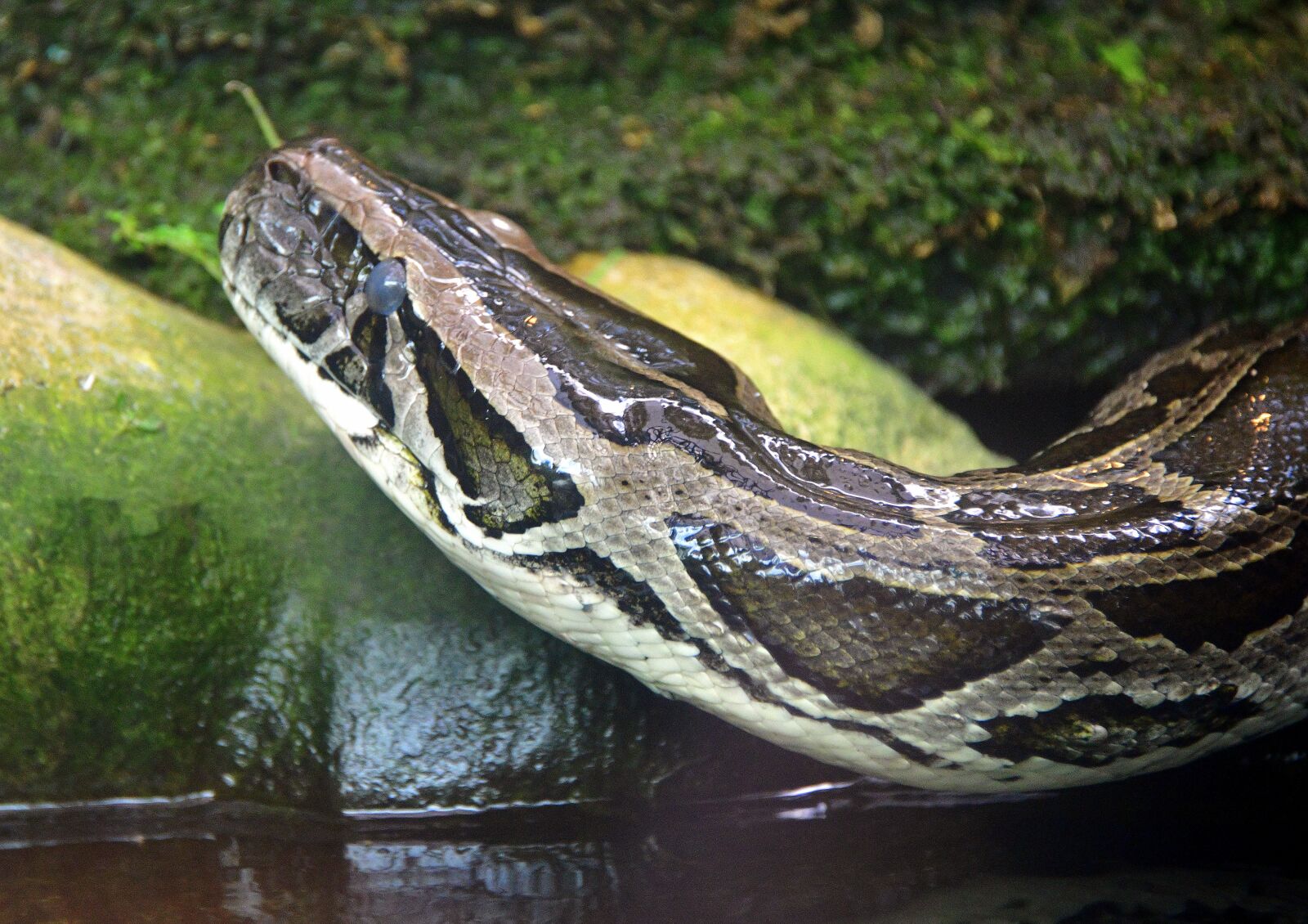 Nikon D850 sample photo. Snake, water, nature photography