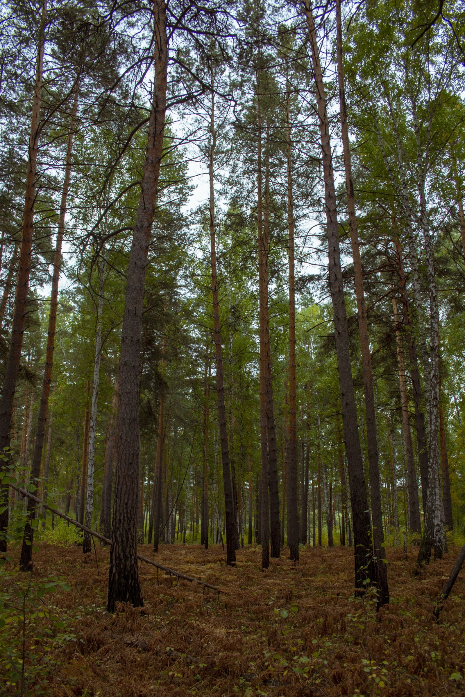 Canon EOS 60D sample photo. Autumn, forest, pines photography