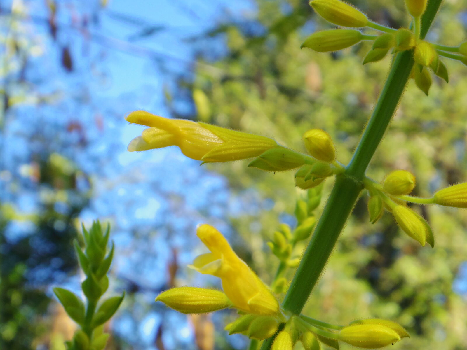 Pentax 02 Standard Zoom sample photo. Forsythia, sage, salvia, bloom photography