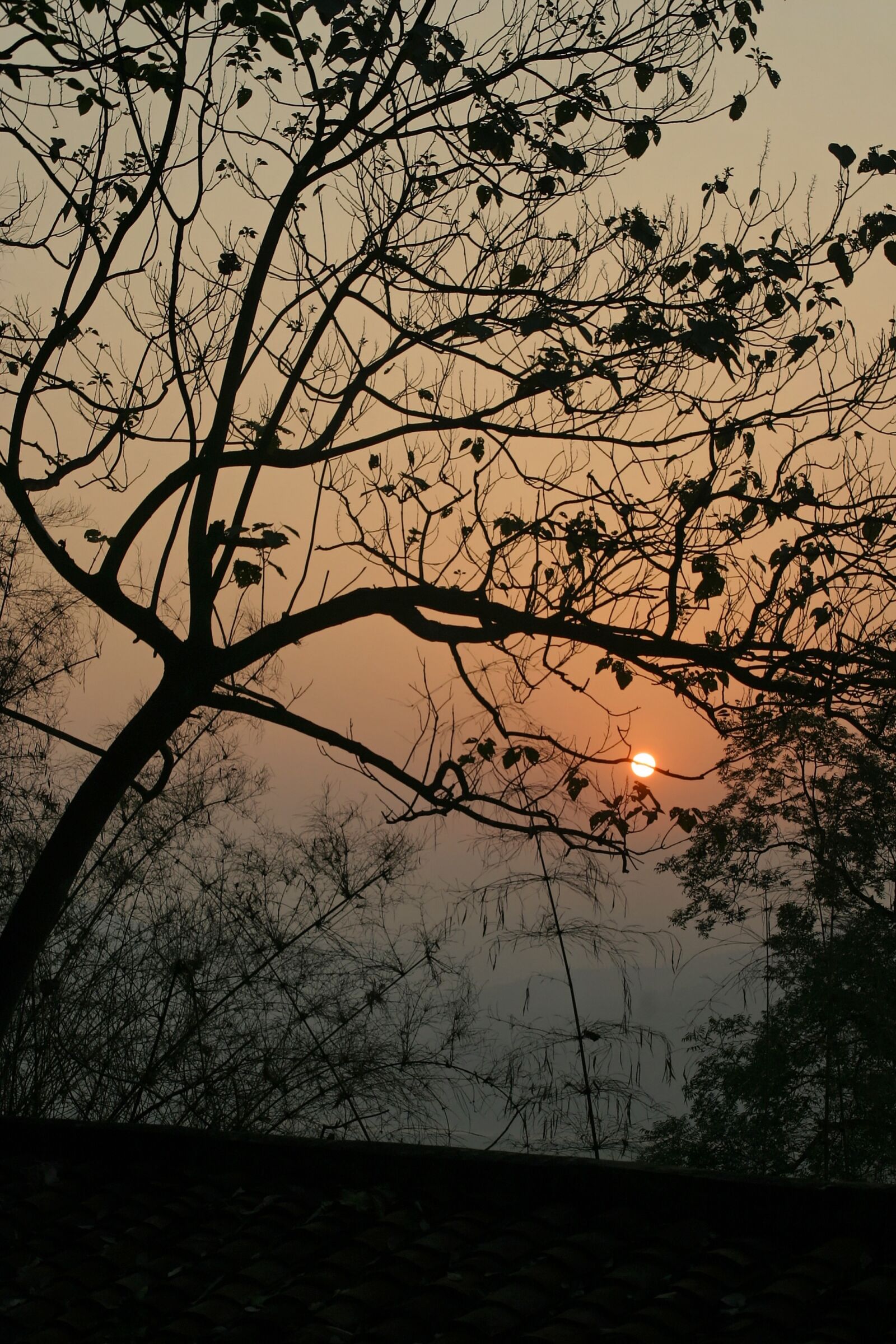Canon EOS 10D sample photo. Sunset, tree, nature photography