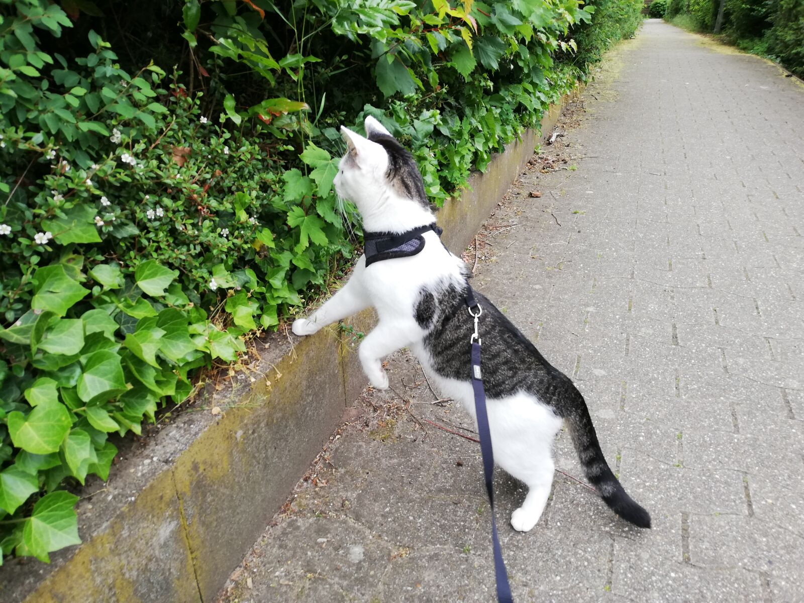 HUAWEI P20 lite sample photo. Cat, leash, tableware photography