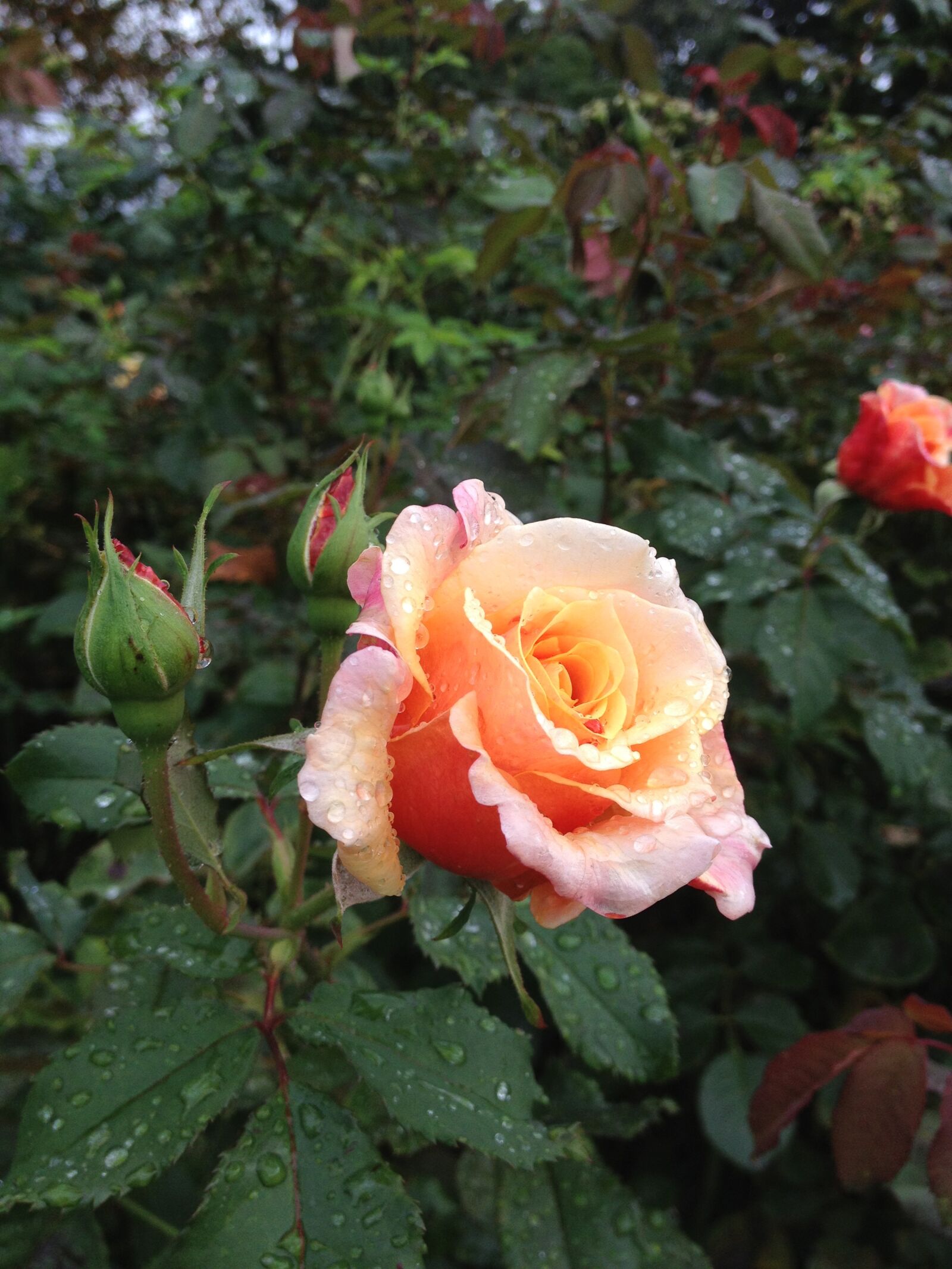 Apple iPhone 4S sample photo. Flower, rose, plant photography