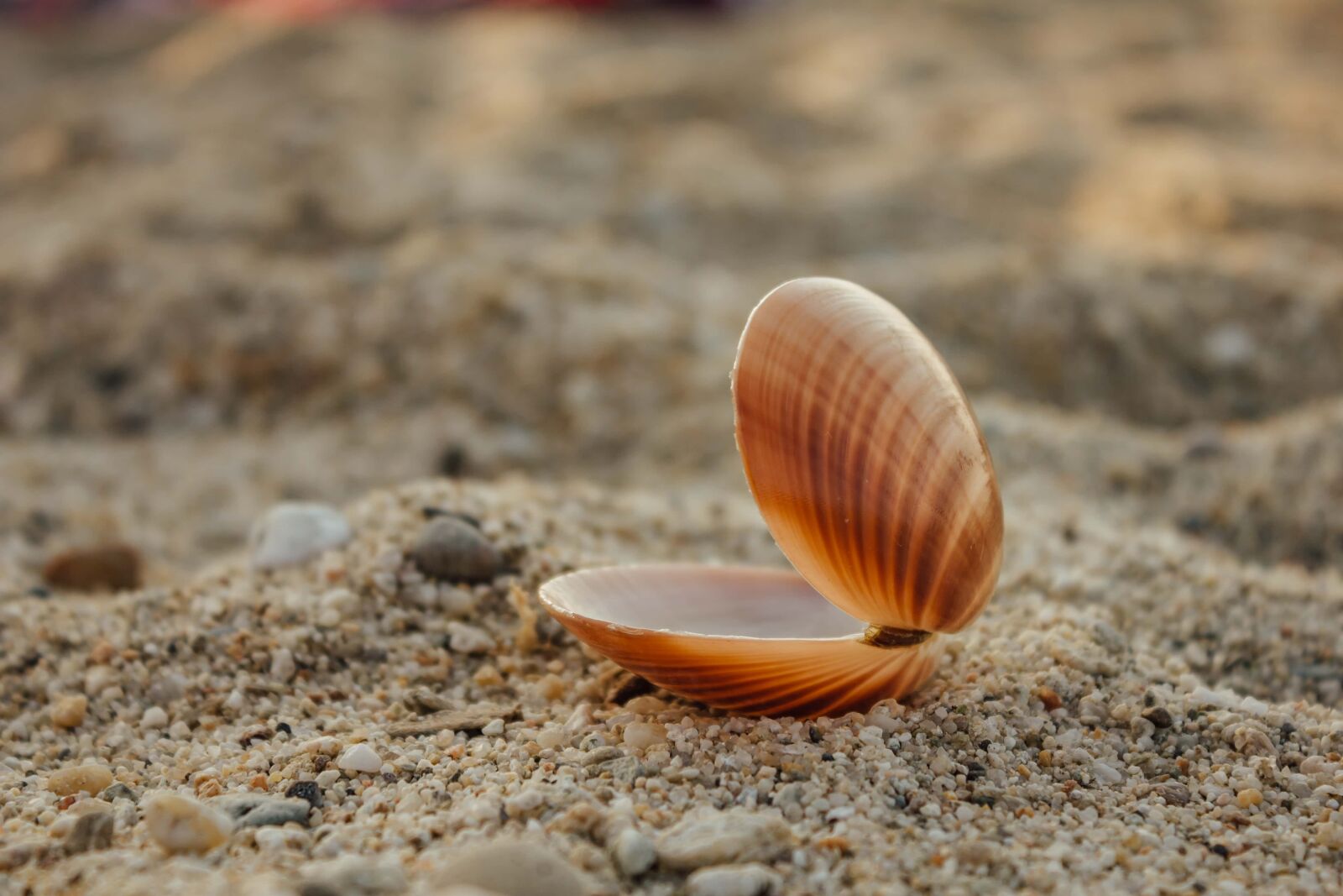 Canon EF-S 18-55mm F3.5-5.6 IS sample photo. Mollusk, sand, pebbles, shell photography