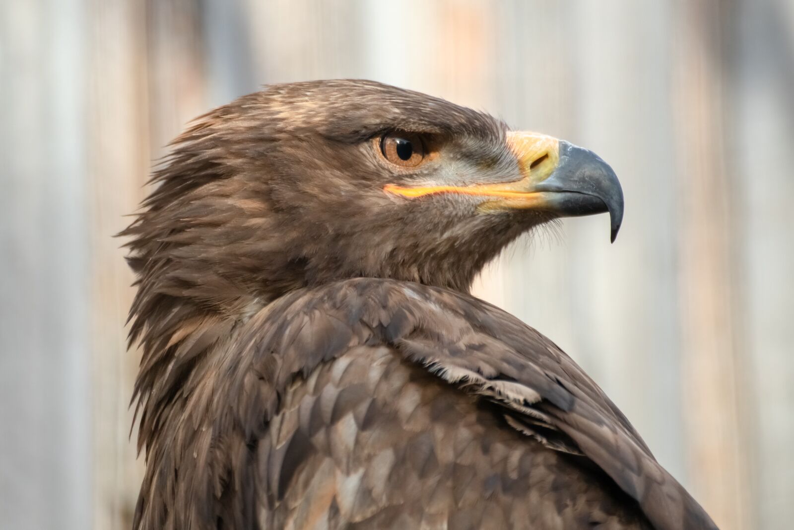 Canon EOS 200D (EOS Rebel SL2 / EOS Kiss X9) sample photo. Adler, bird of prey photography
