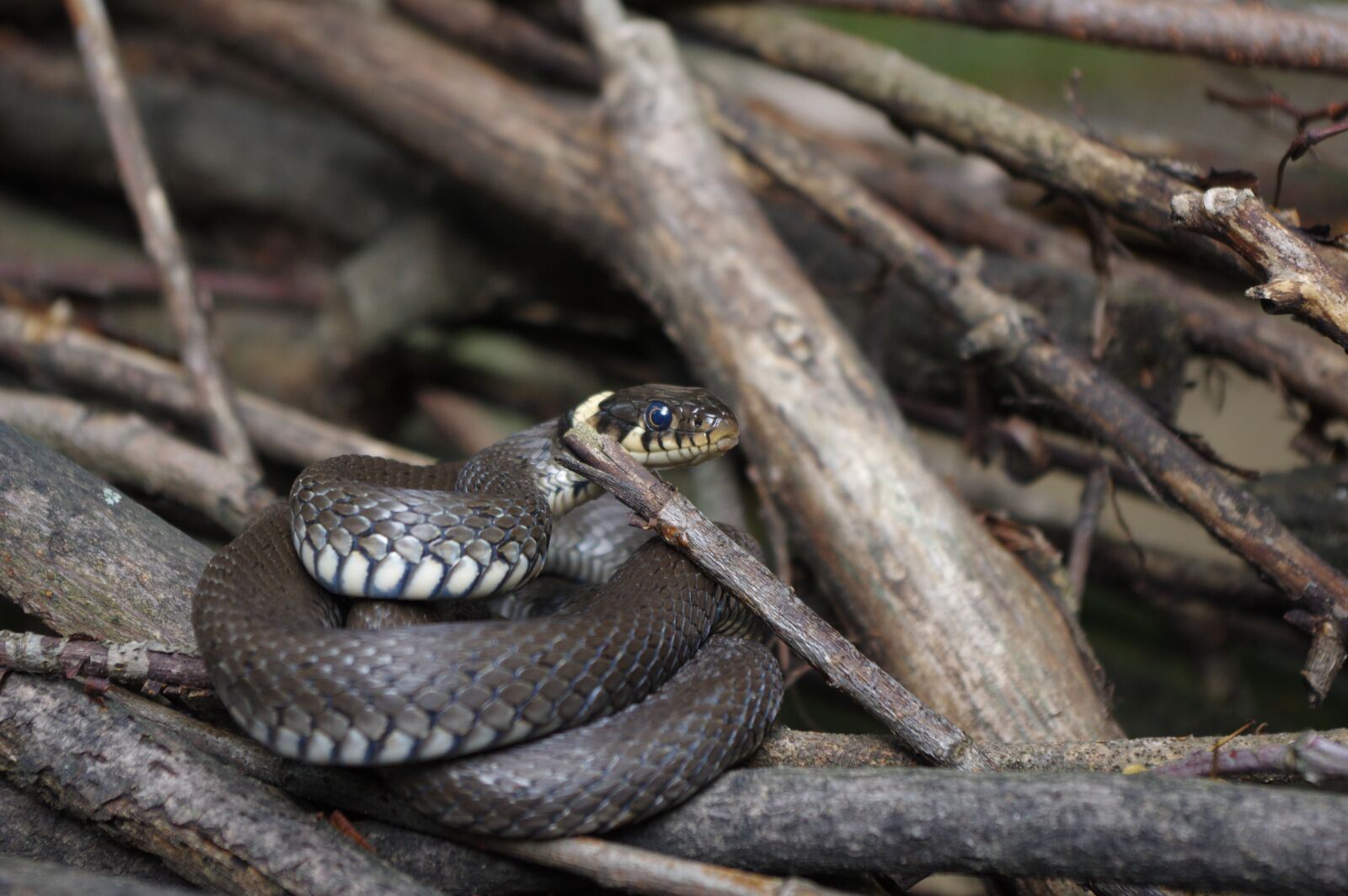 Pentax K-3 sample photo. Snake, natter, nature photography
