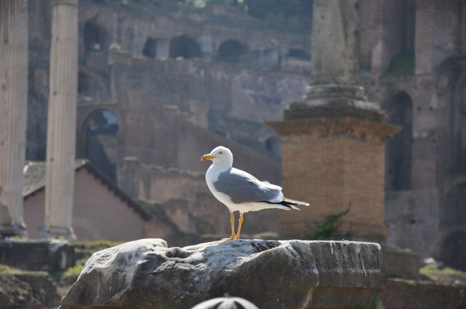 Nikon D90 sample photo. Rome, italy, architecture photography