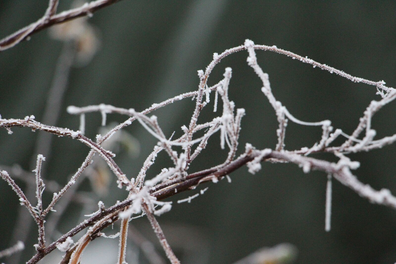 Canon EOS 700D (EOS Rebel T5i / EOS Kiss X7i) sample photo. Nature, plant, winter photography