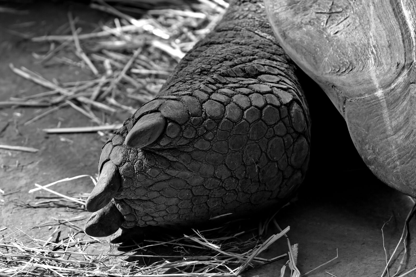 Nikon D7200 sample photo. Giant tortoise, foot, rear photography