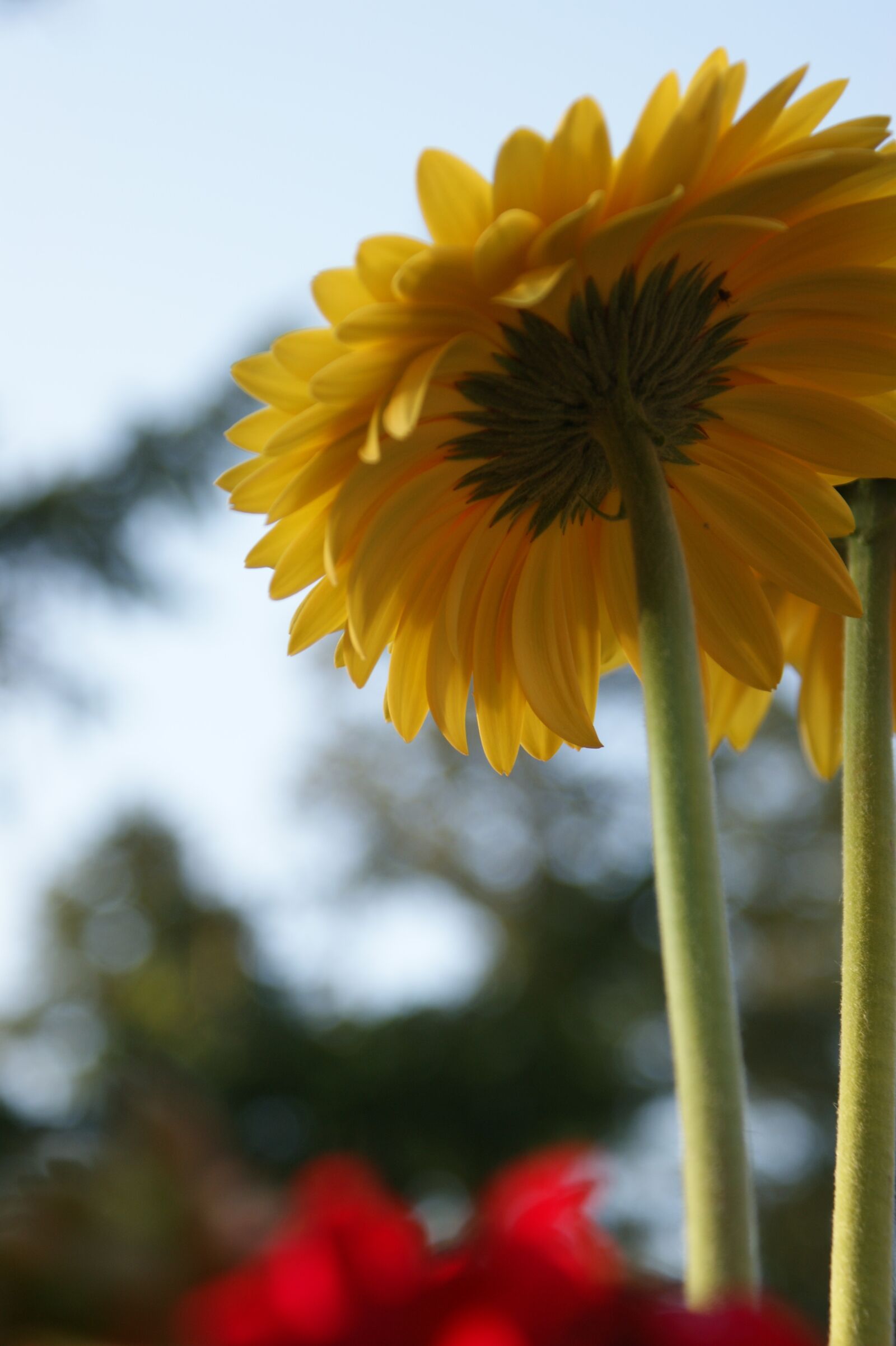 Sony Alpha DSLR-A350 sample photo. Daisy, gerbera, daisies photography