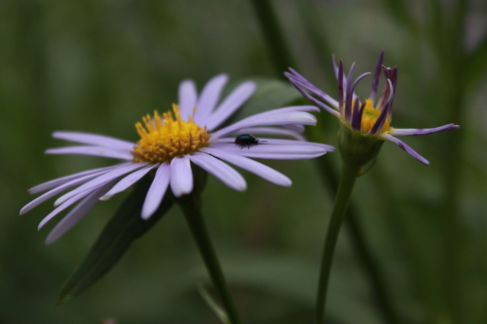 Canon EOS 500D (EOS Rebel T1i / EOS Kiss X3) sample photo. Chrysanthemum, garden, nature photography