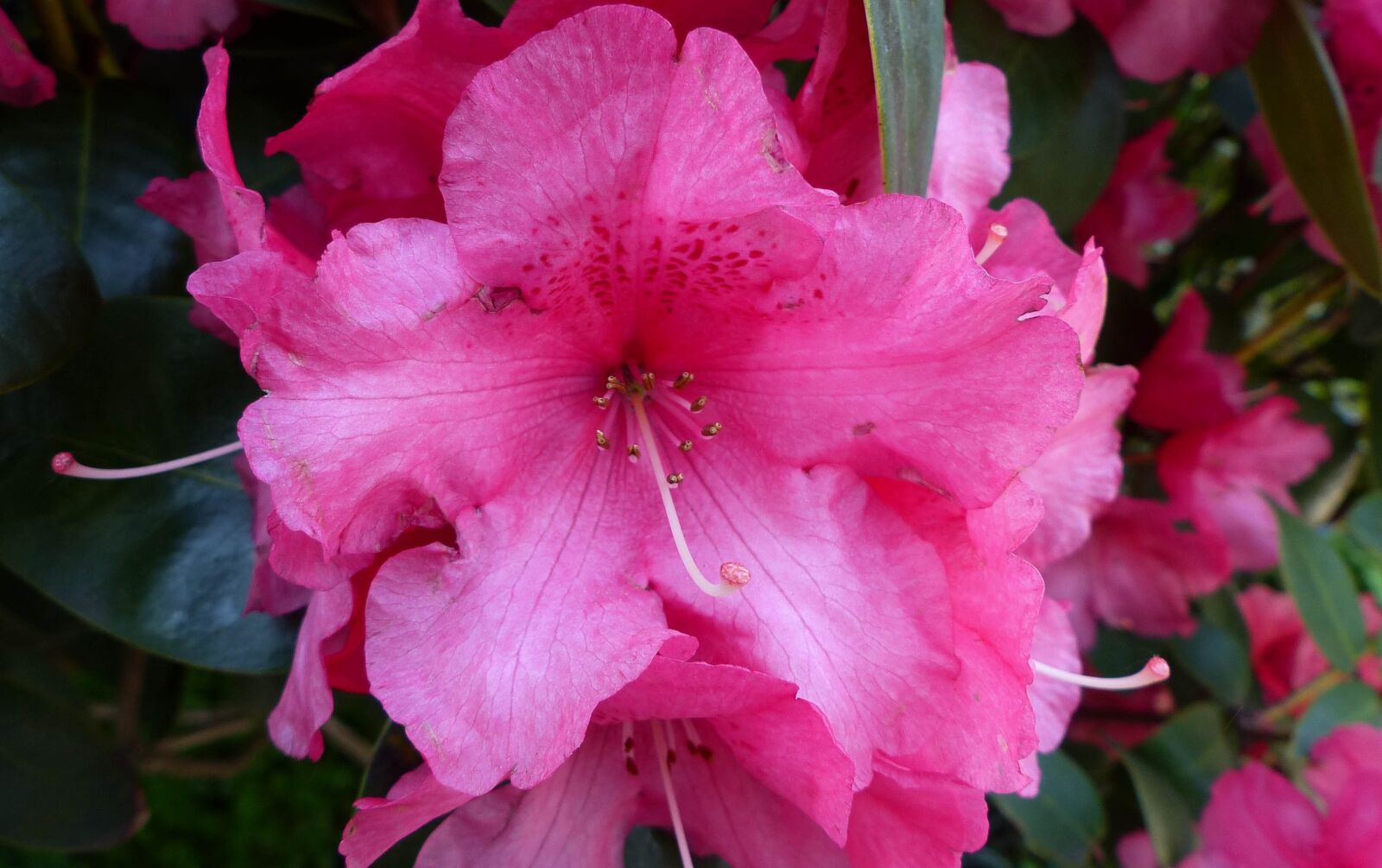 Panasonic Lumix DMC-FZ200 sample photo. Flower, nature, plant photography
