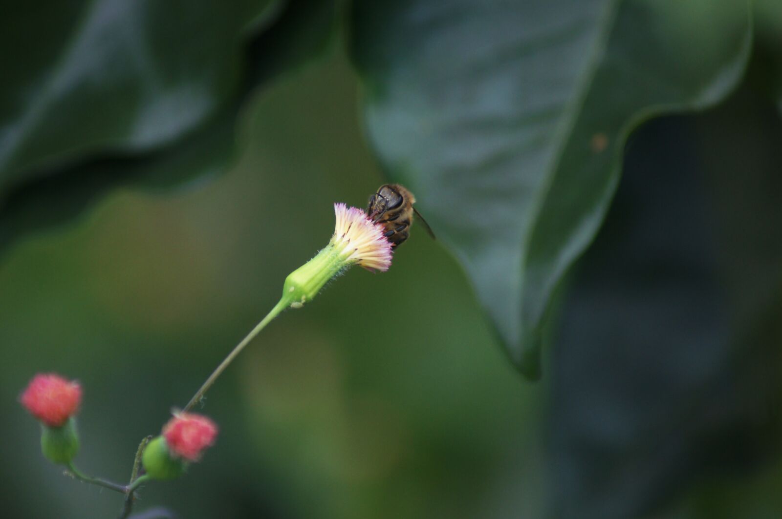 Sony SLT-A55 (SLT-A55V) sample photo. Landscapes, finlandia, quindio photography