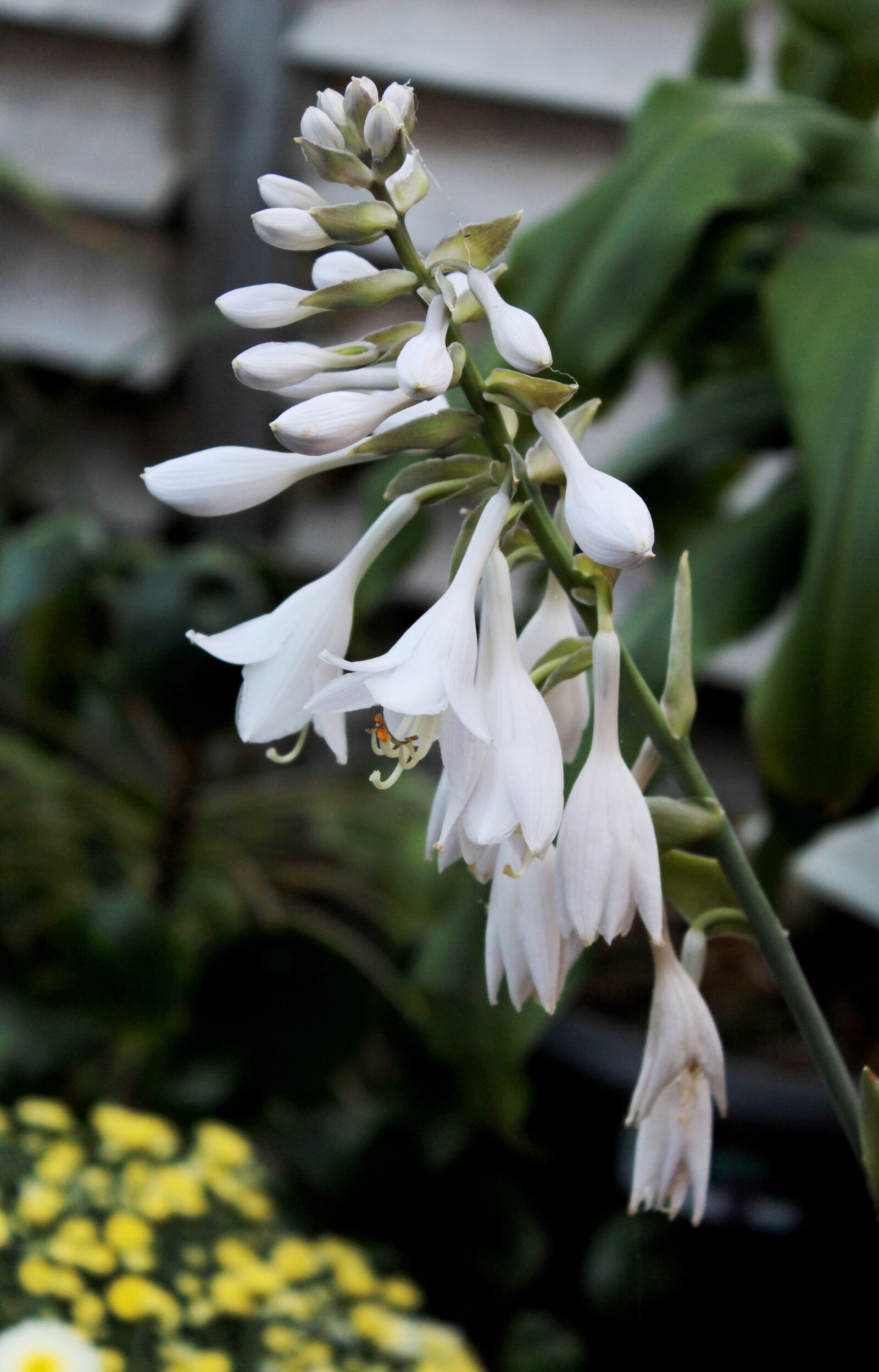 Canon EOS 600D (Rebel EOS T3i / EOS Kiss X5) sample photo. Hosta, inflorescence, white photography