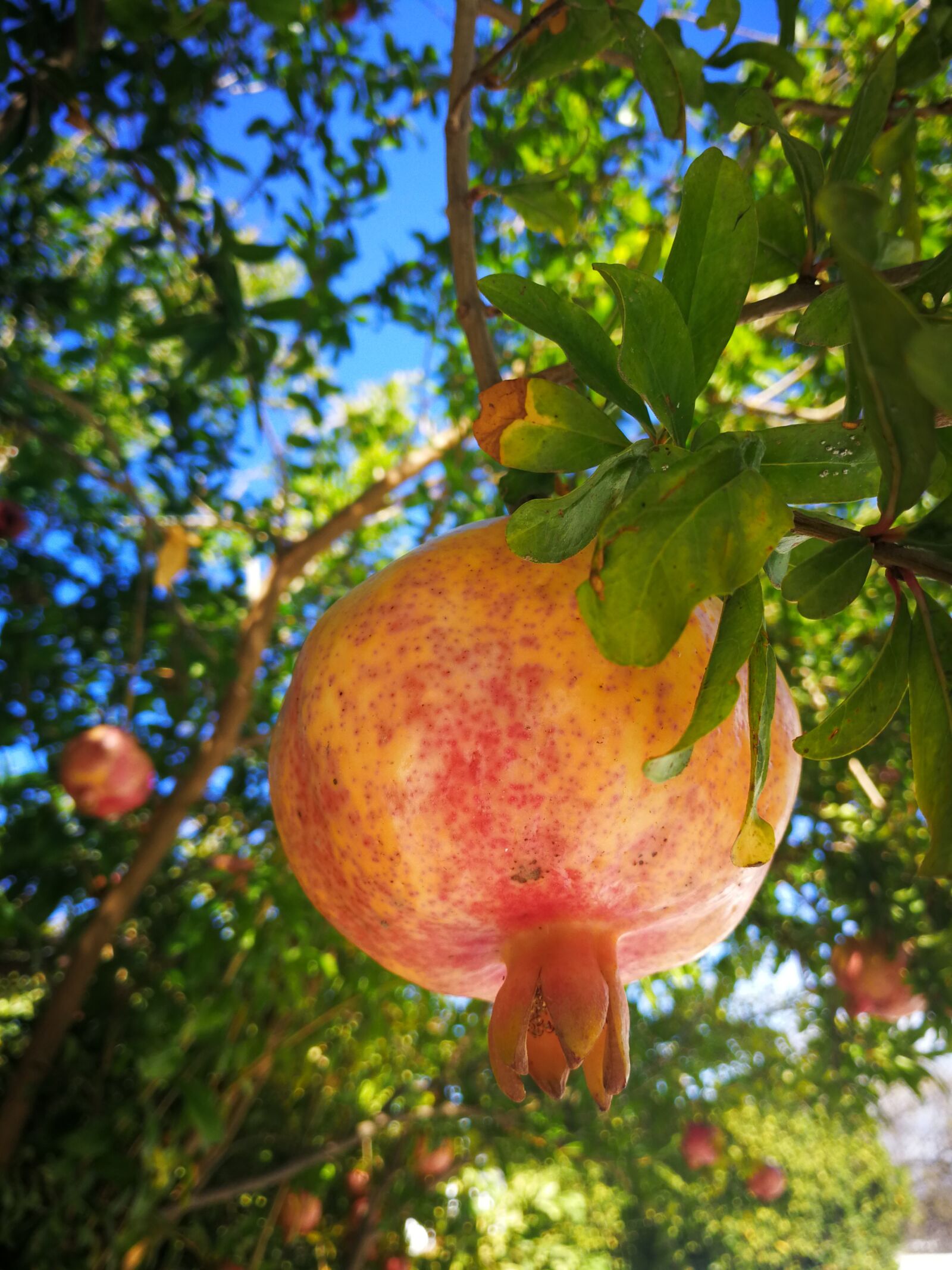 HUAWEI Mate 9 sample photo. Pomegranate, gran tovn k photography