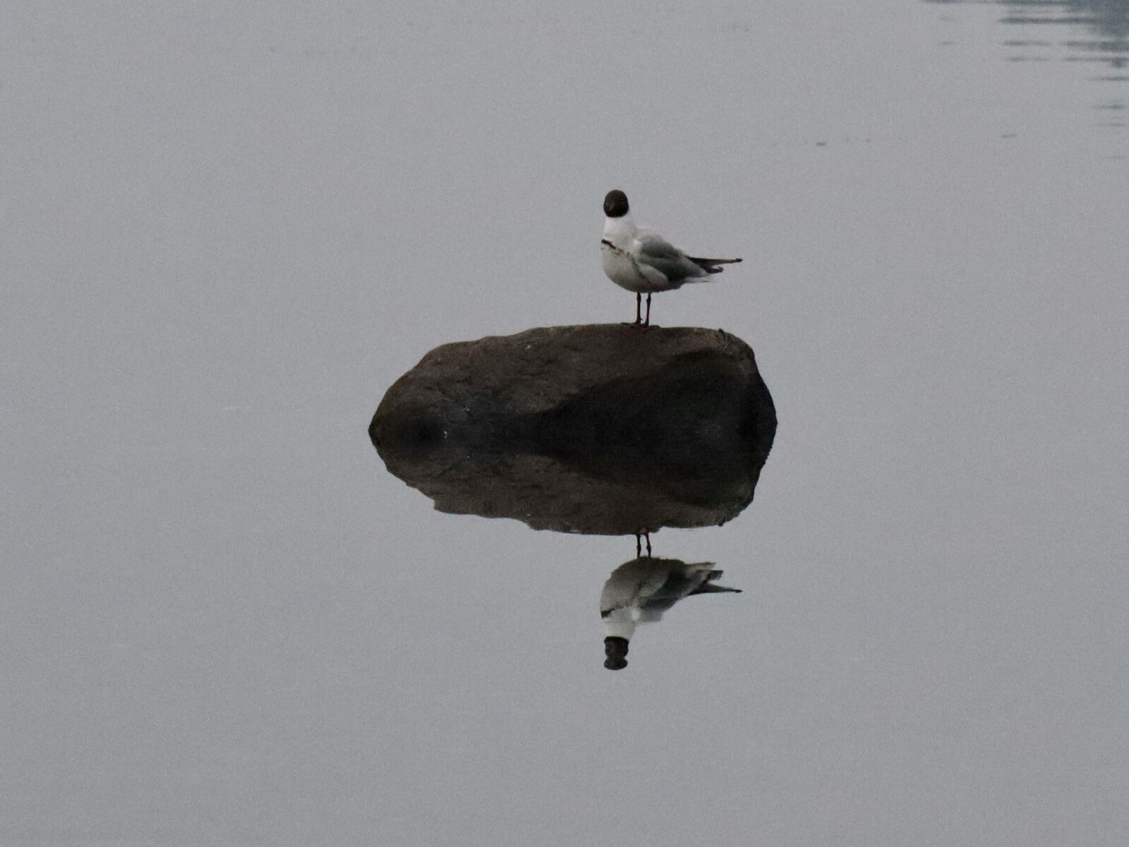 Canon EOS M50 (EOS Kiss M) + Canon EF-M 18-150mm F3.5-6.3 IS STM sample photo. Seagull, bird, water photography