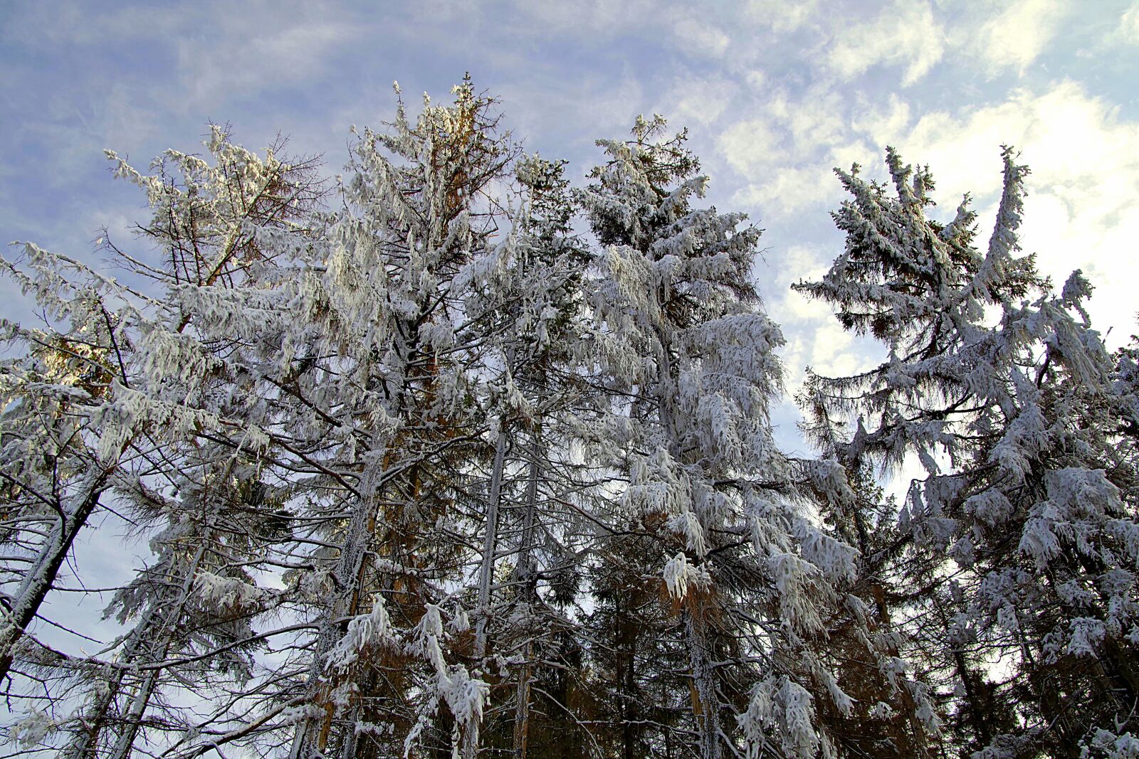Pentax K-S2 sample photo. Mountains, tree, winter photography