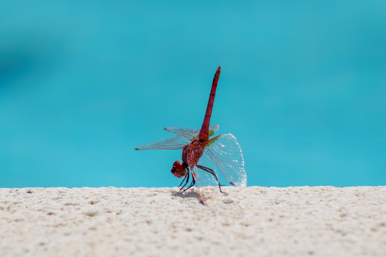 Canon EOS 750D (EOS Rebel T6i / EOS Kiss X8i) sample photo. Dragonfly, insect, entomology photography