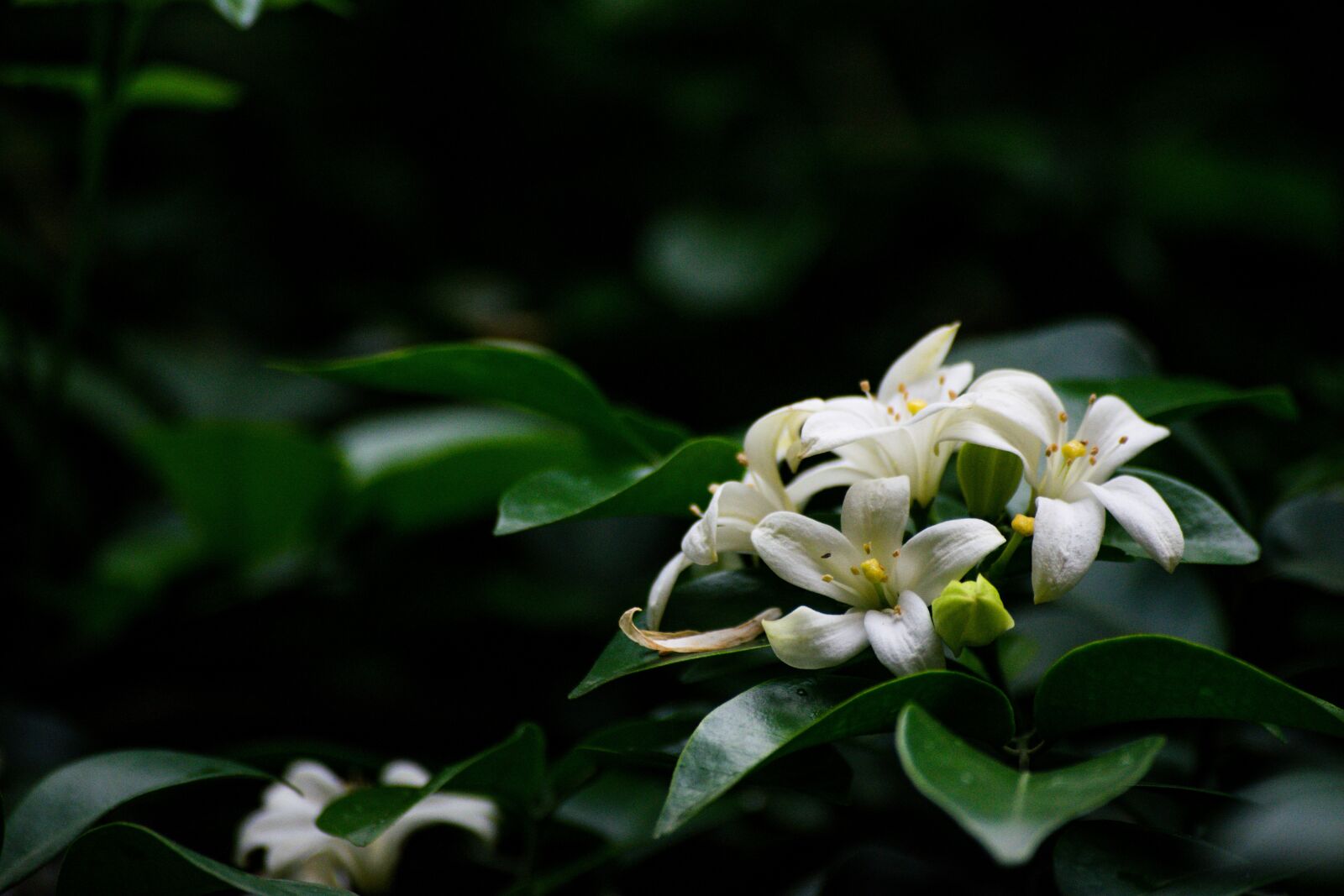Nikon D5300 sample photo. Flower, white, green photography