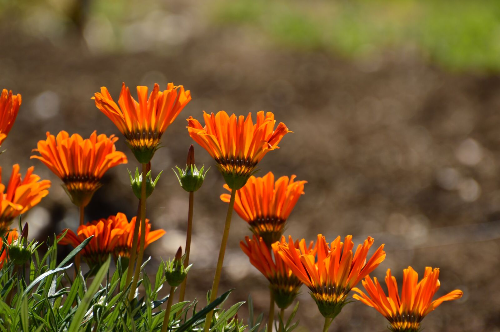 Nikon D3200 sample photo. Yellow flower, orange, yellow photography