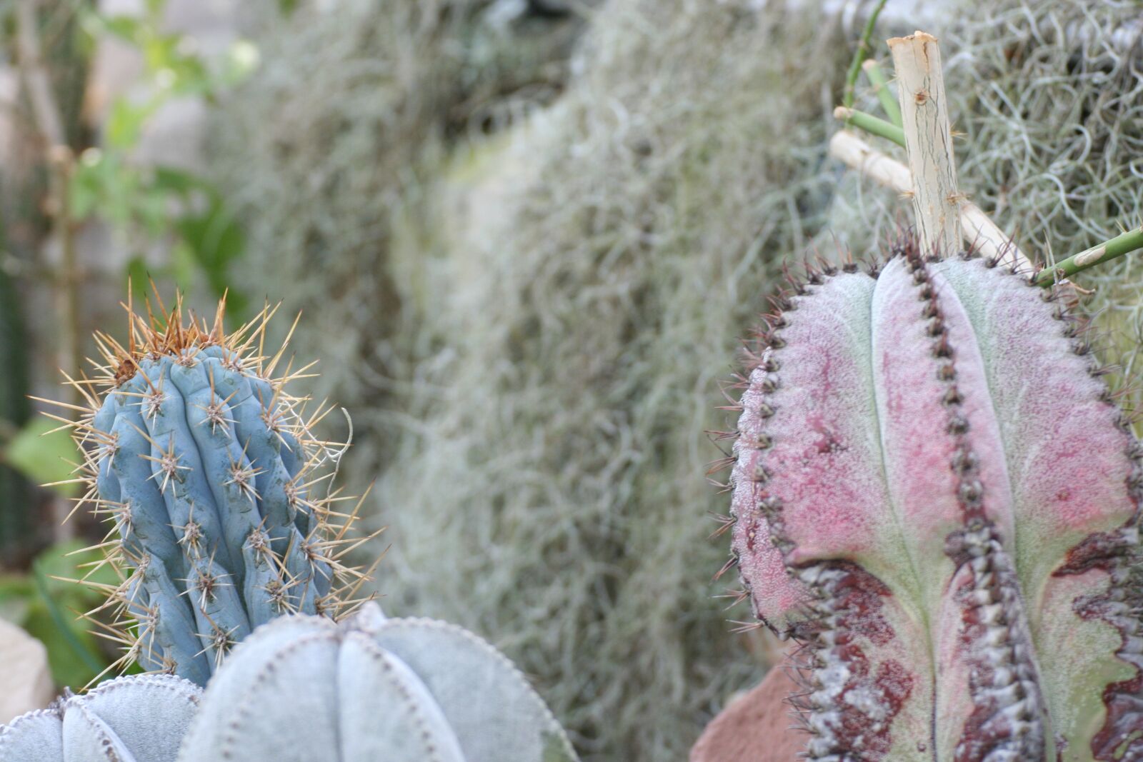 Canon EOS 350D (EOS Digital Rebel XT / EOS Kiss Digital N) sample photo. Cactus, succulent, nature photography