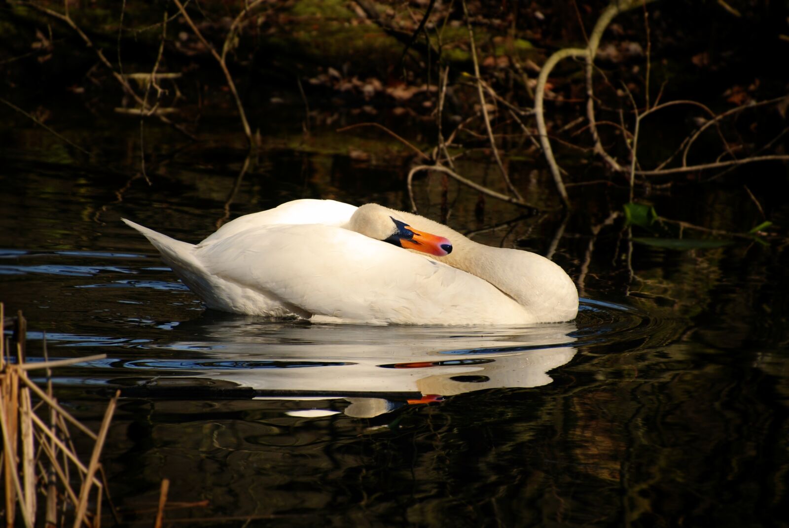 Nikon D80 sample photo. Swan, bird, water bird photography