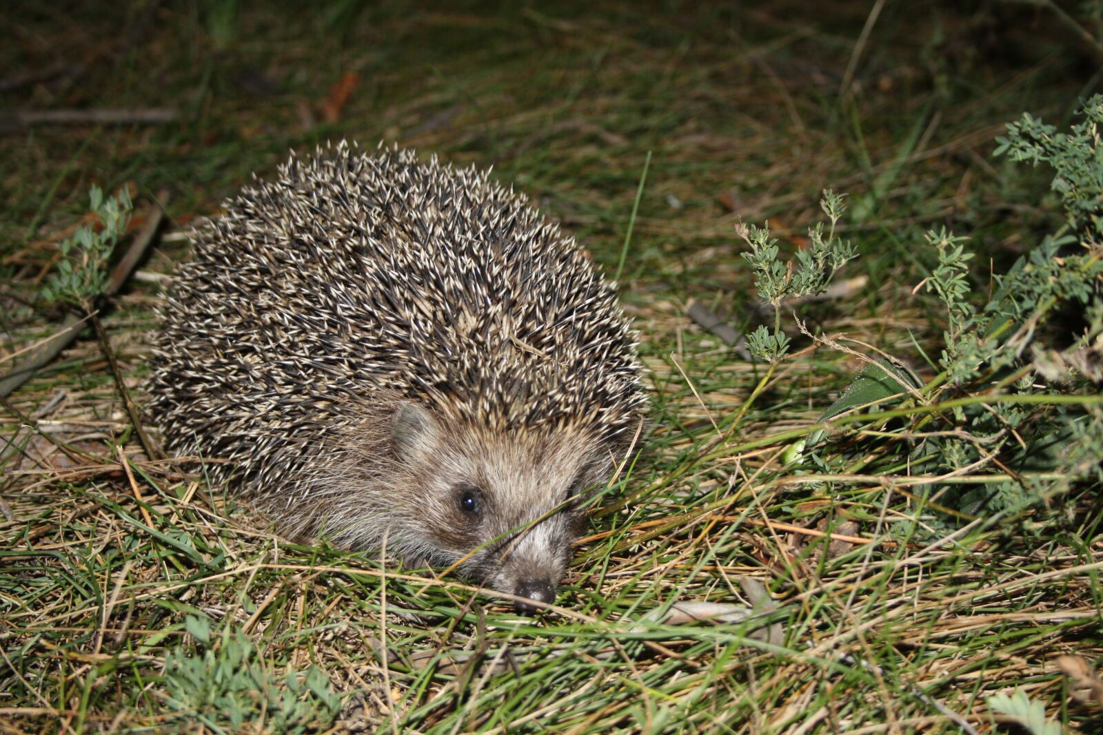 Canon EOS 1000D (EOS Digital Rebel XS / EOS Kiss F) sample photo. Crew cut, hedgehog, summer photography