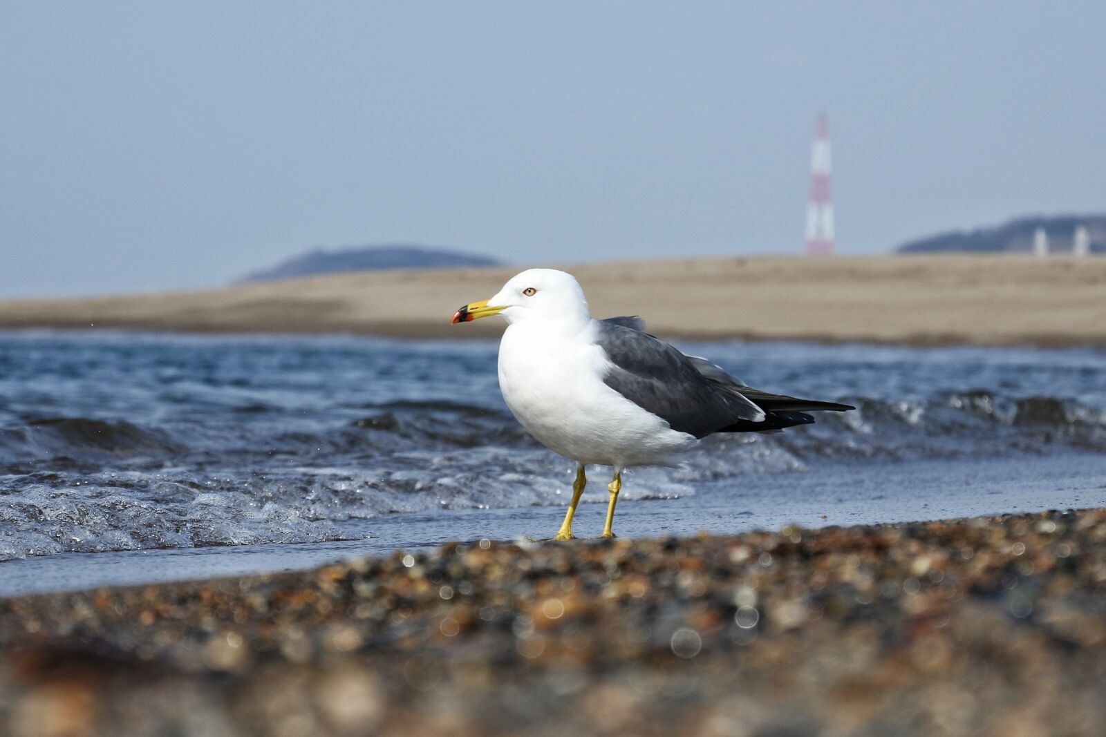 Nikon 1 Nikkor VR 30-110mm F3.8-5.6 sample photo. Animal, sea, beach photography