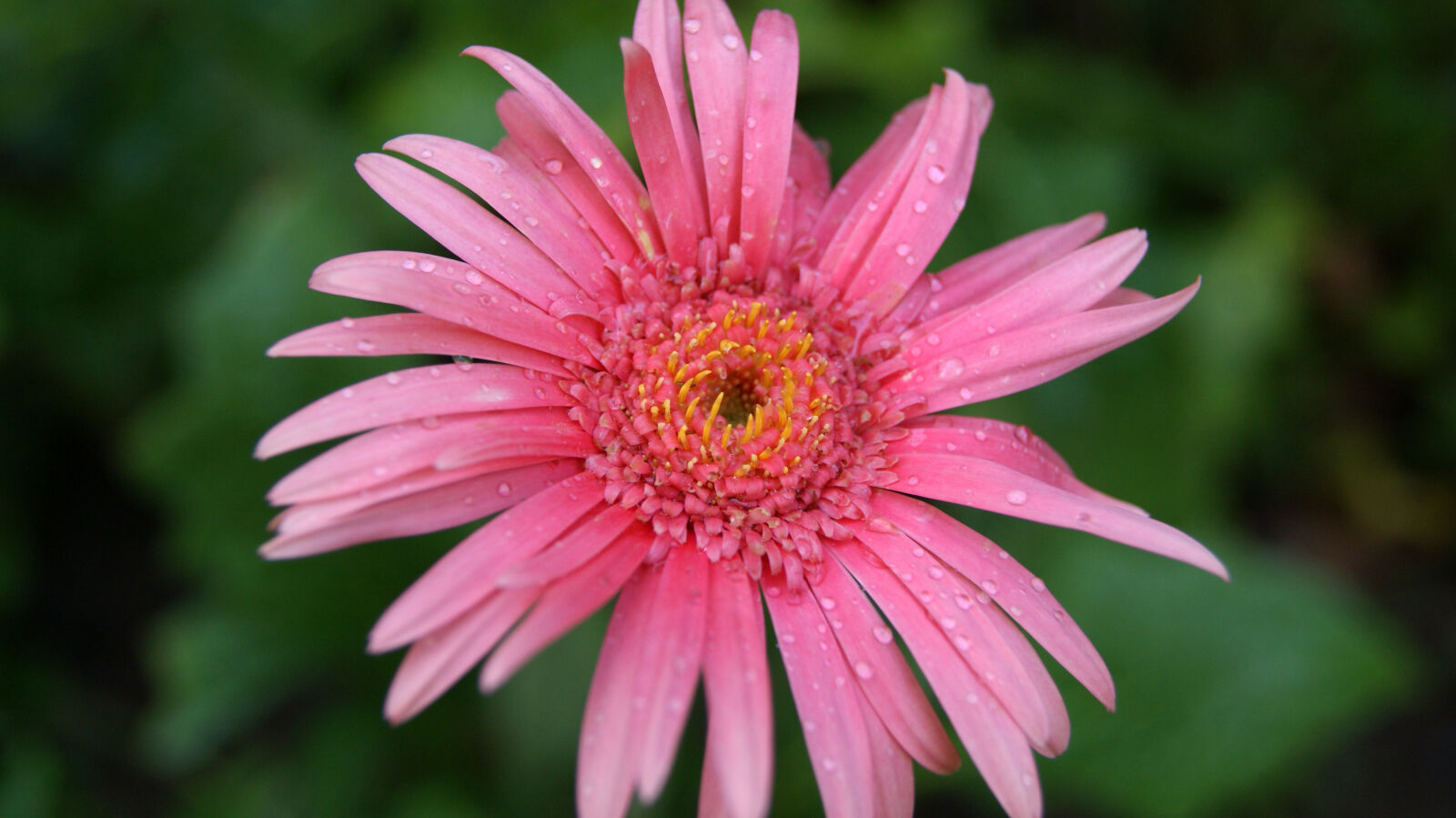 Sony Alpha DSLR-A230 sample photo. Nature, water, flowers, plant photography
