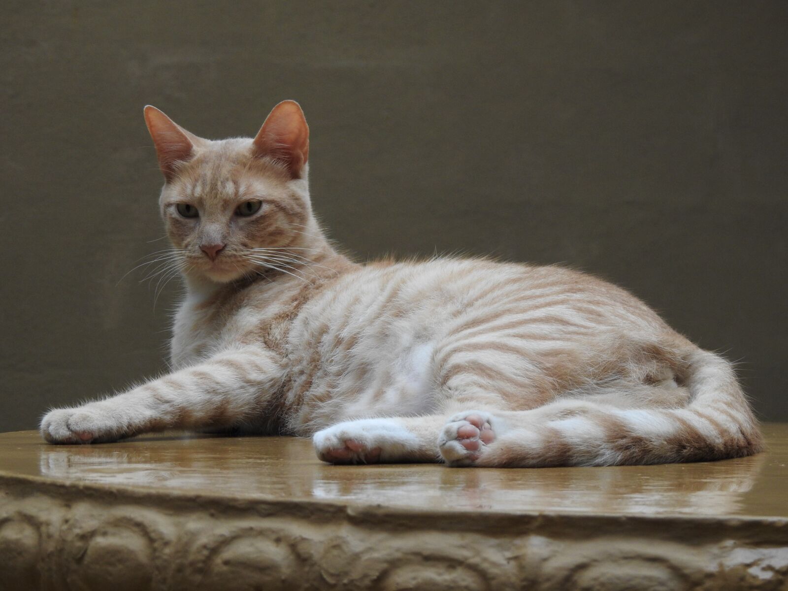 Nikon Coolpix P900 sample photo. Cat, gata, feline photography