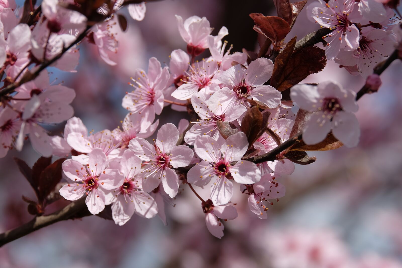 Fujifilm XF 55-200mm F3.5-4.8 R LM OIS sample photo. Flower, apple, spring photography