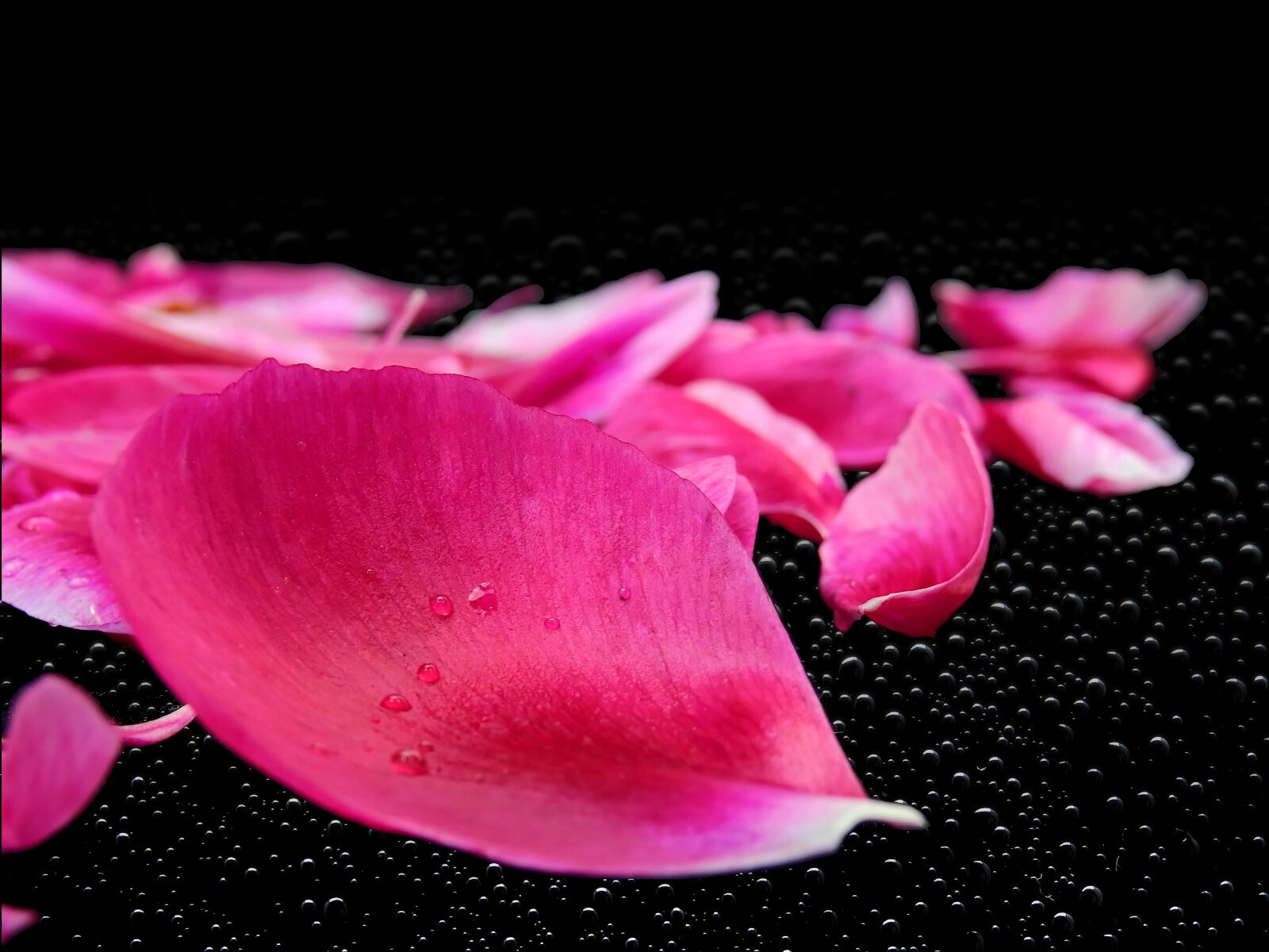 Nikon Coolpix P900 sample photo. Petals, leaves, flower photography