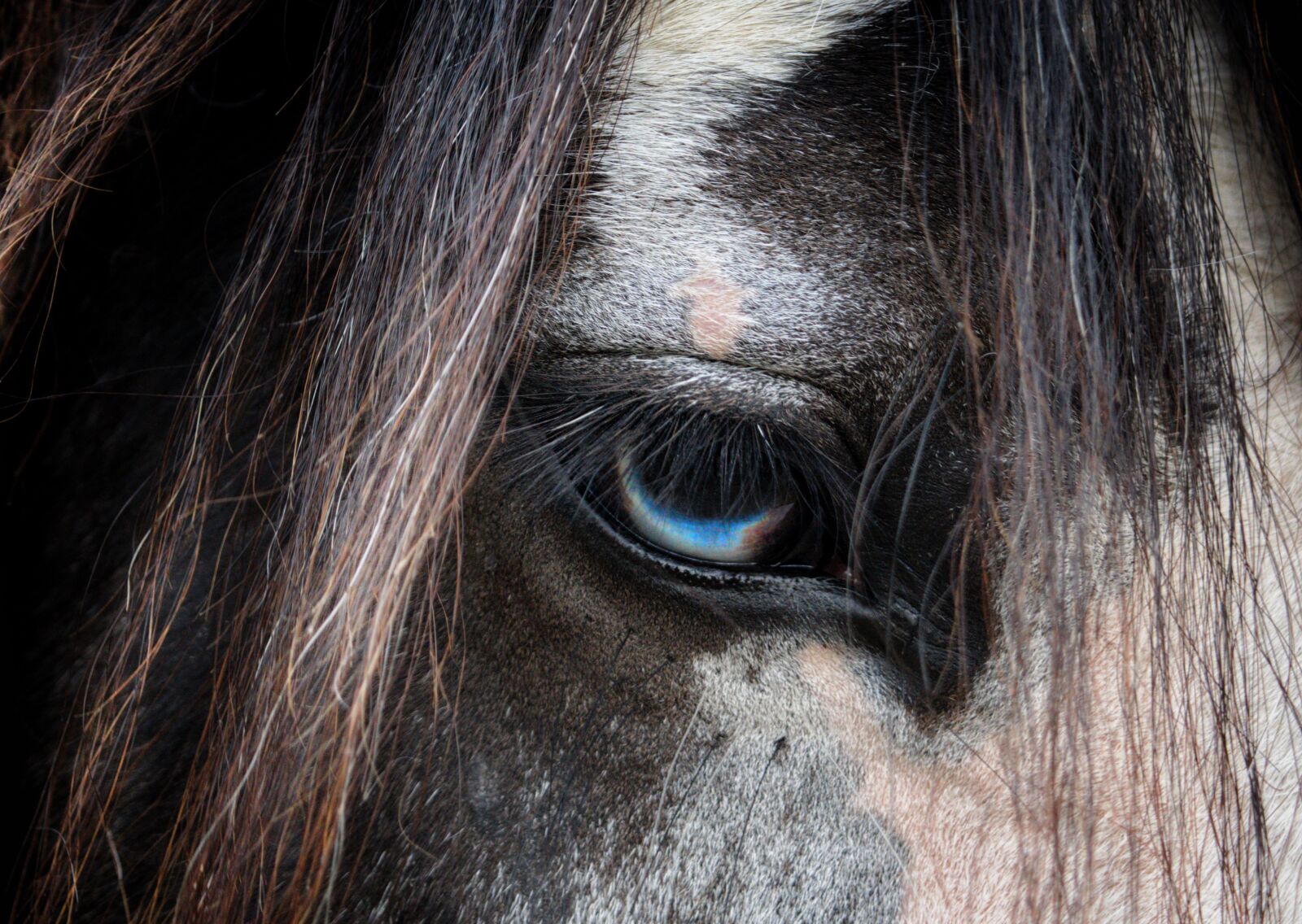 Nikon D3300 sample photo. Eye, horse, blue photography
