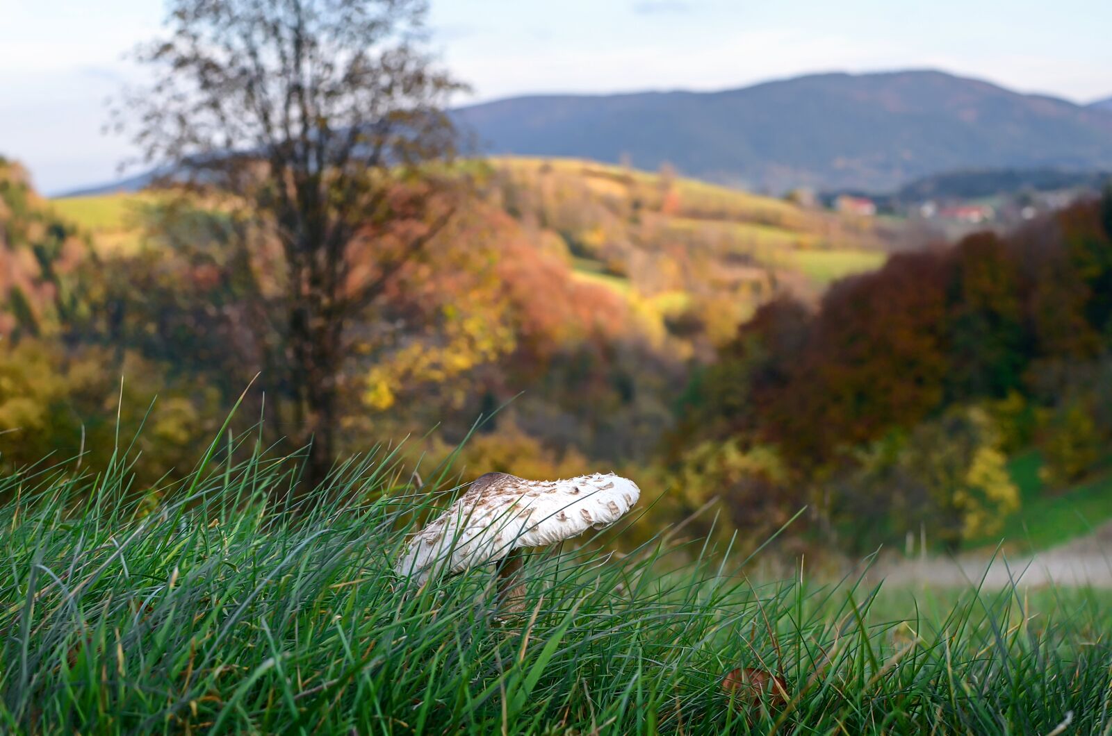 Nikon D7000 sample photo. Mushroom, kite, autumn photography