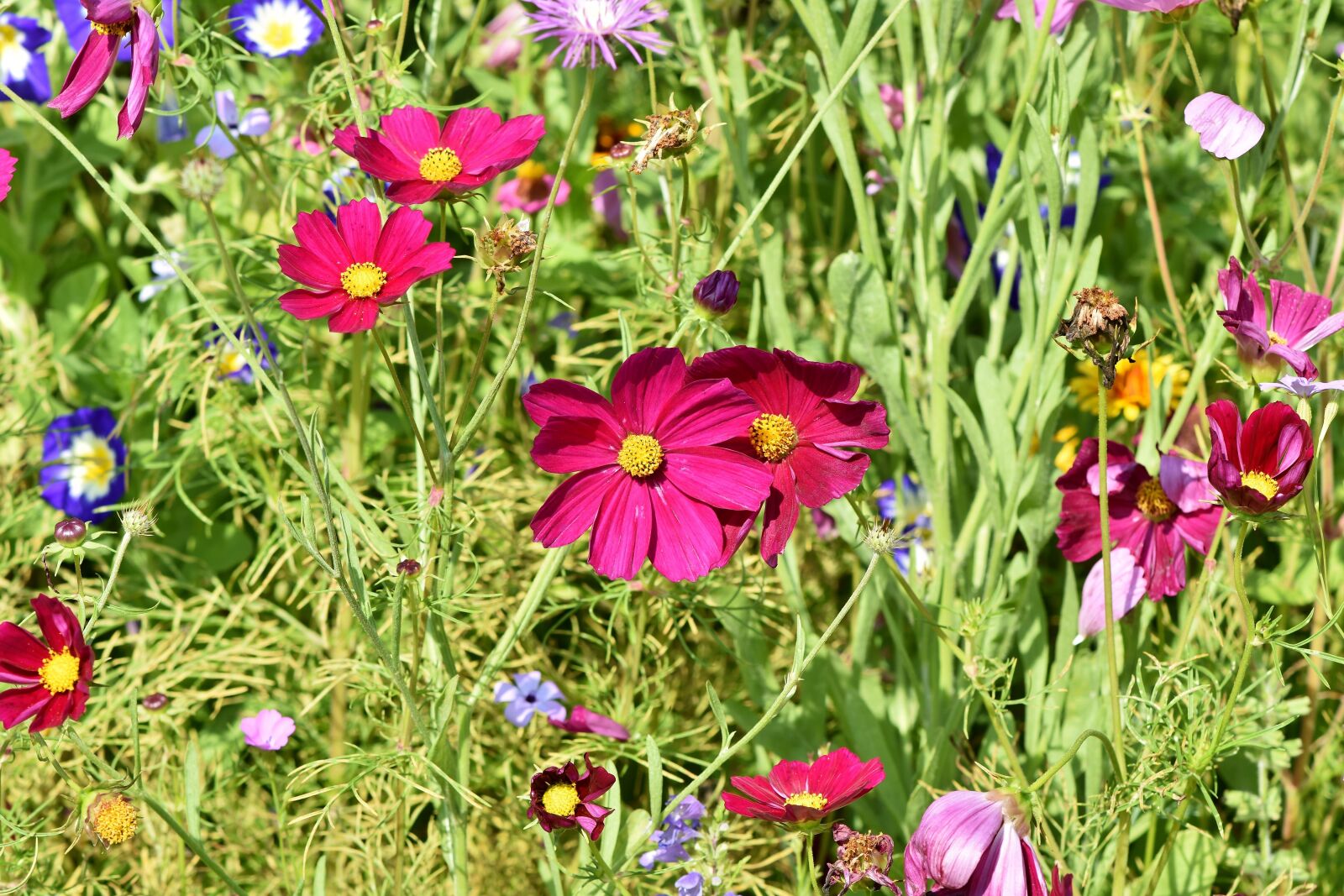 Nikon D7200 sample photo. Flower meadow, flowers, wildflowers photography