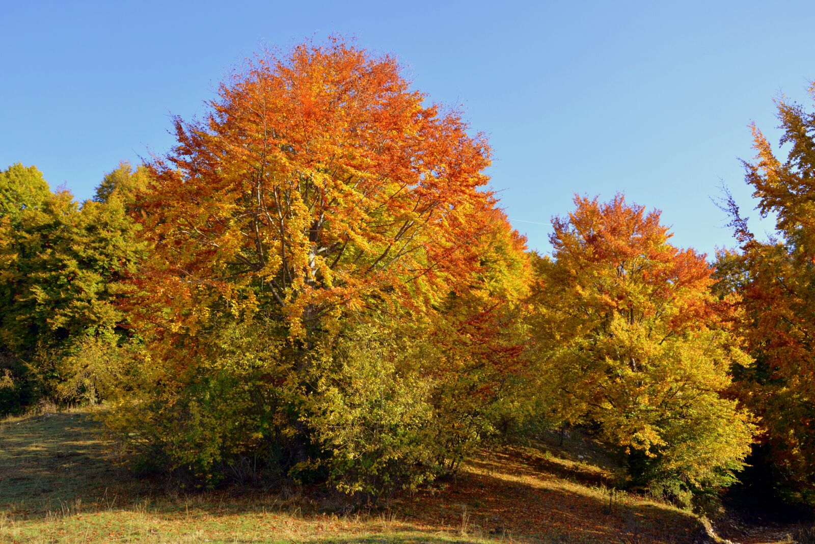Nikon D7100 sample photo. Excursion, trees, autumn photography