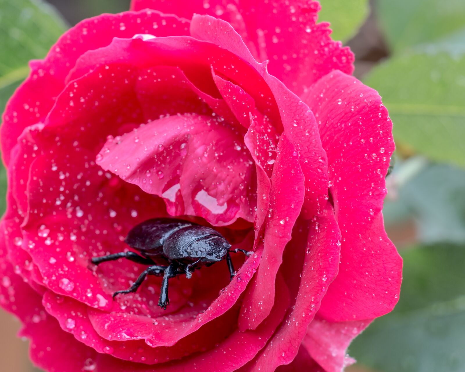 Canon EOS 70D sample photo. Animal, background, beautiful photography