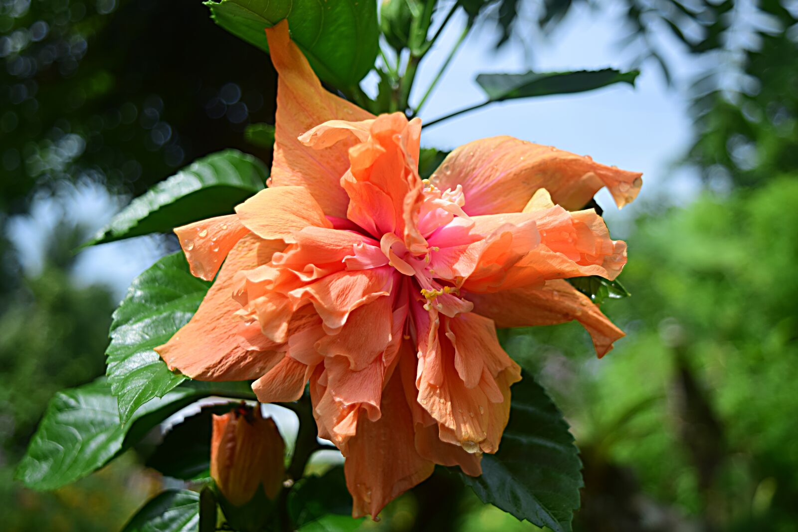 Nikon D5300 sample photo. Hibiscus, orange, blossom photography