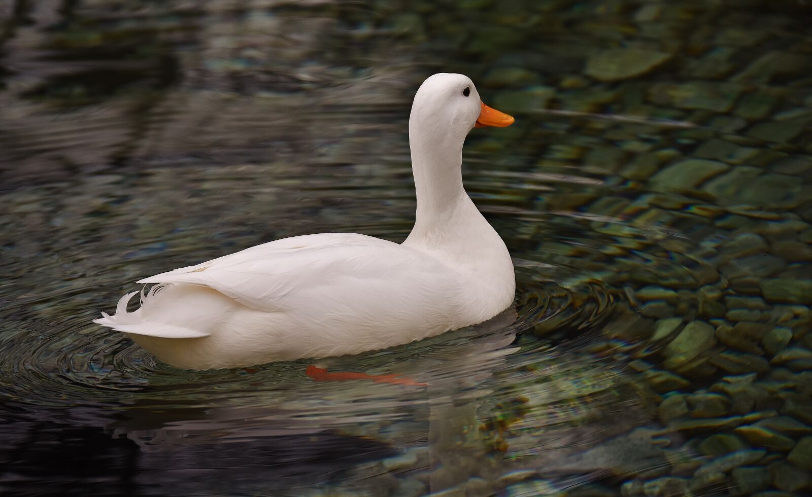 Nikon D7200 sample photo. Peking duck, white, mallard photography