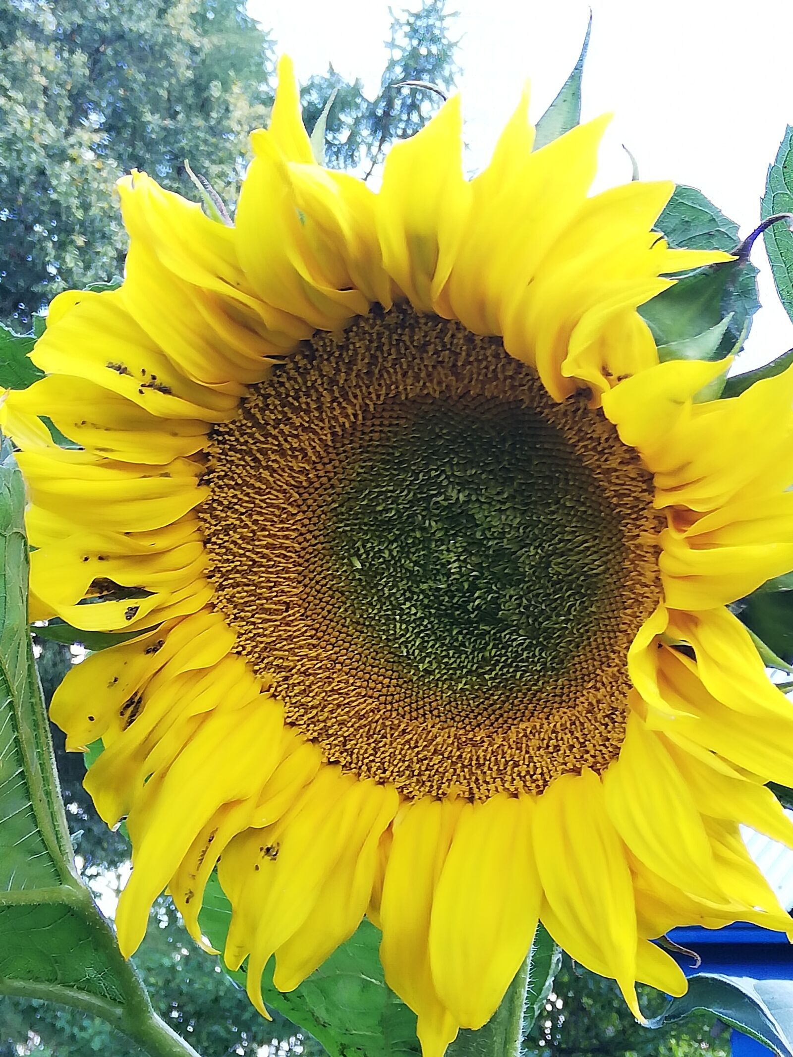 HUAWEI ANE-LX1 sample photo. Sunflower, yellow, vegetable garden photography
