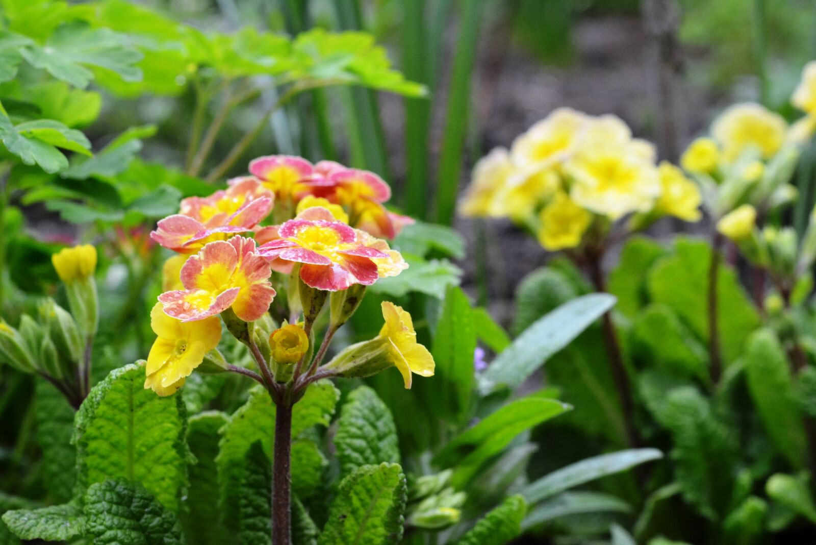 Nikon D5200 sample photo. Primula, rosa, after the photography