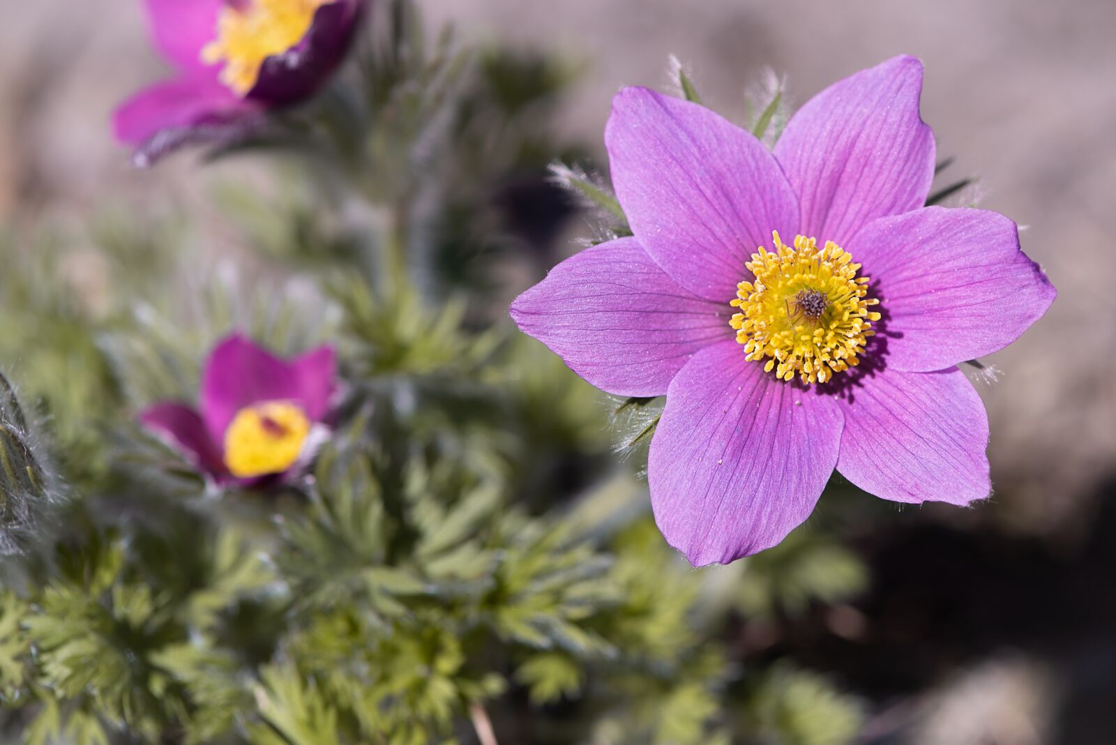 Nikon D750 sample photo. Anemone, flower, purple photography