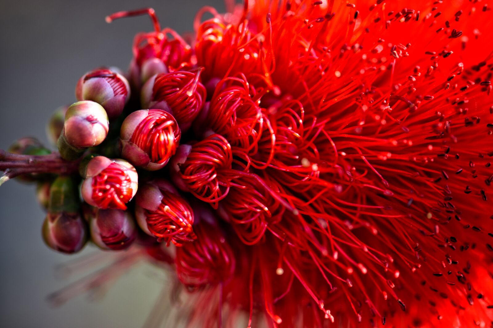 Nikon D3300 sample photo. Red, wildflower, bottlebrush photography