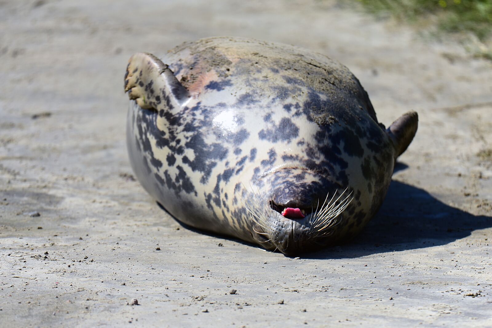 Nikon D750 sample photo. Grey seal, crawl, animals photography