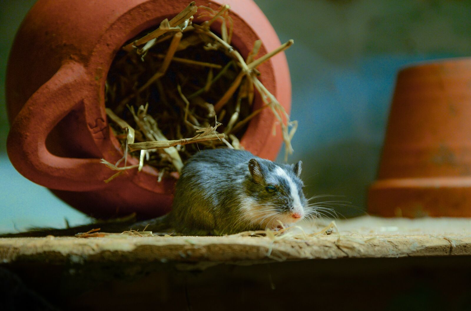 Nikon D610 sample photo. Mouse, nature, outdoors photography